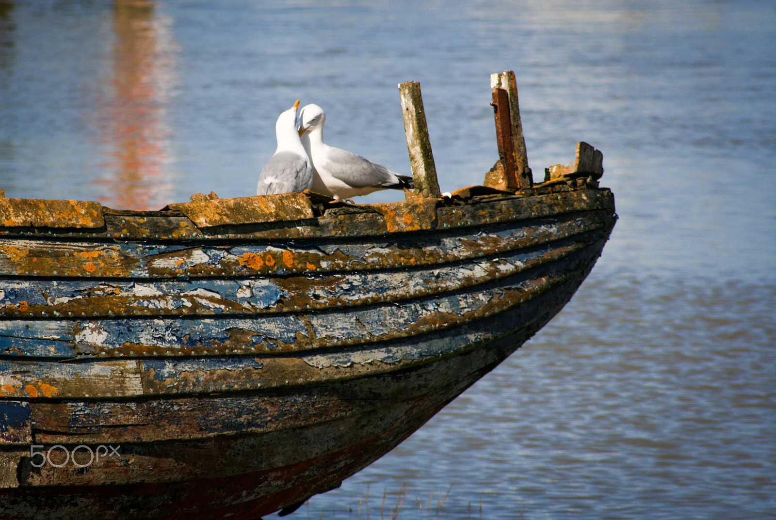 Canon EOS 400D (EOS Digital Rebel XTi / EOS Kiss Digital X) sample photo. Love birds at rye harbour nature reserve, east sussex photography
