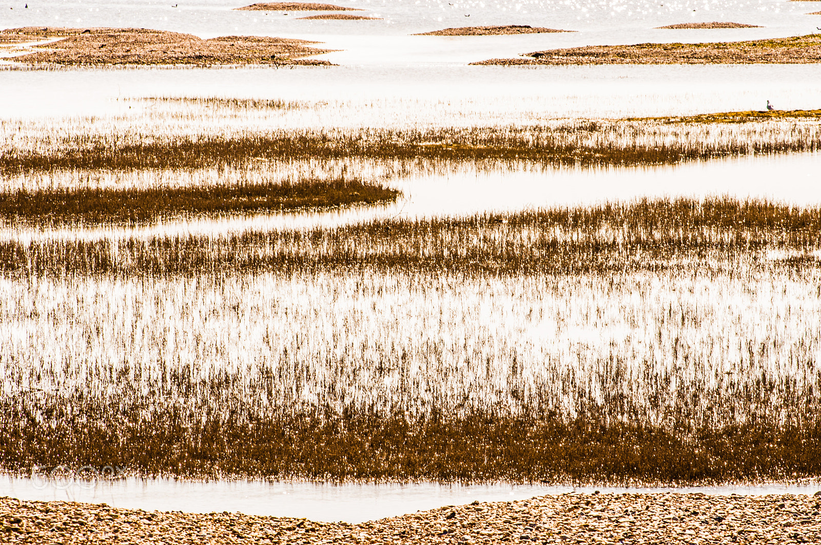 Canon EOS 400D (EOS Digital Rebel XTi / EOS Kiss Digital X) sample photo. Reed beds at rye harbour nature reserve photography