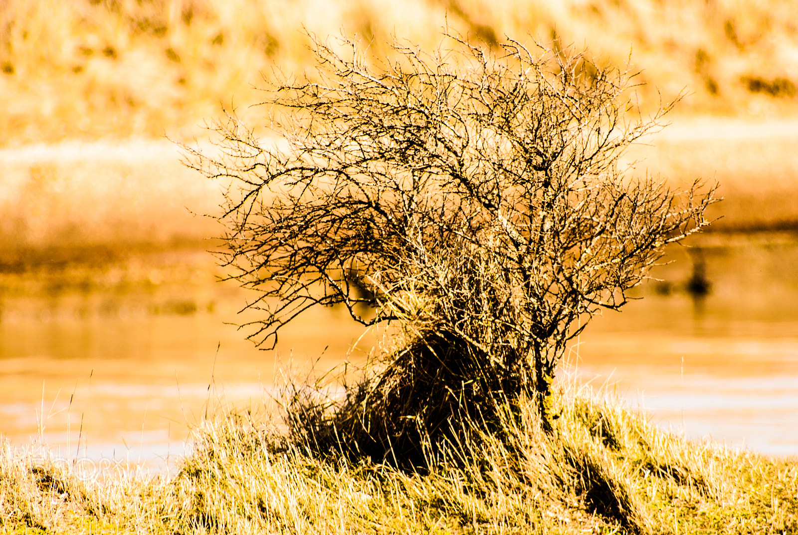 Canon EOS 400D (EOS Digital Rebel XTi / EOS Kiss Digital X) sample photo. Stunted bush at rye harbour nature reserve photography