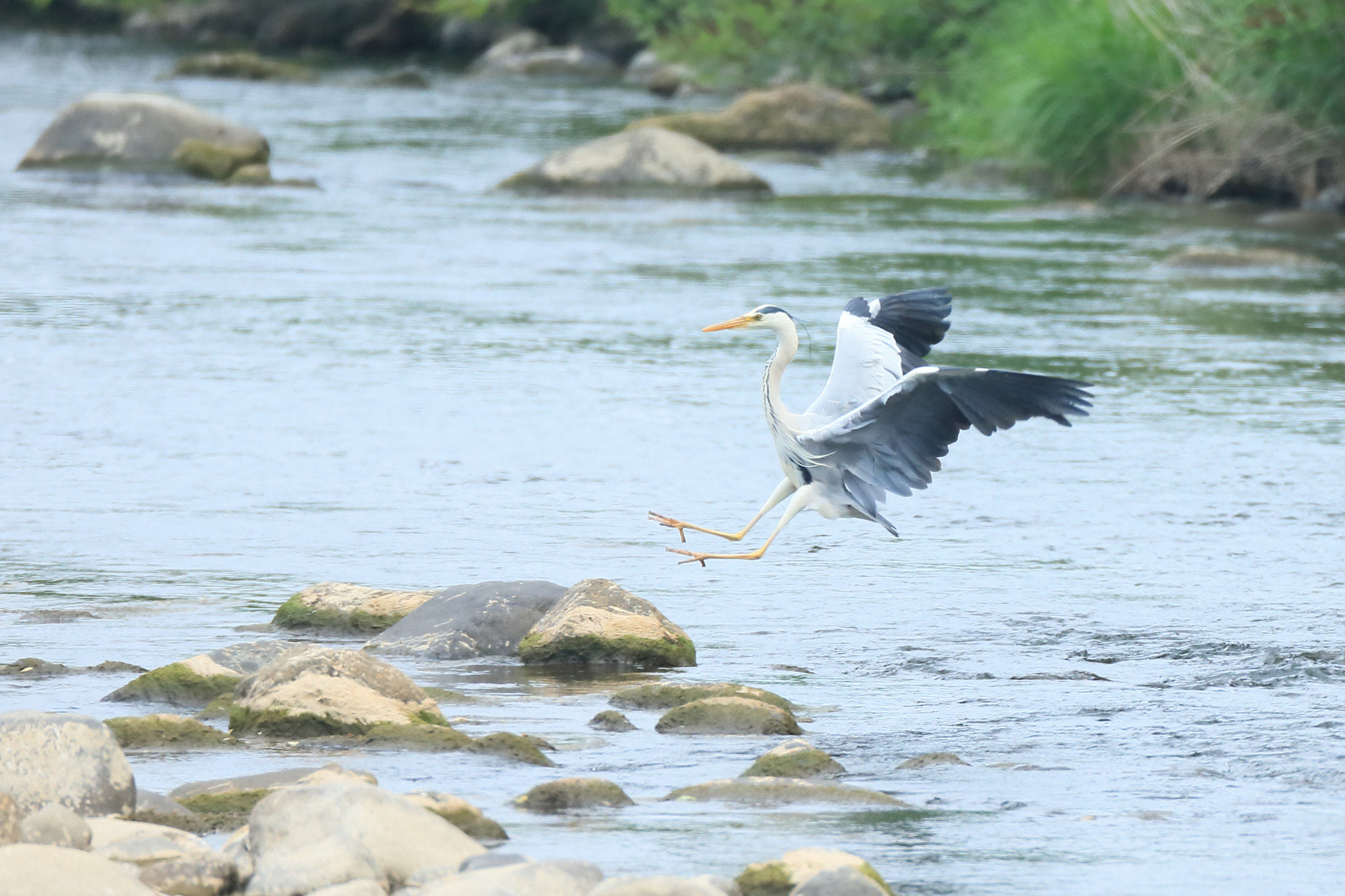 Canon EF 800mm F5.6L IS USM sample photo. Grey heron fish- photography
