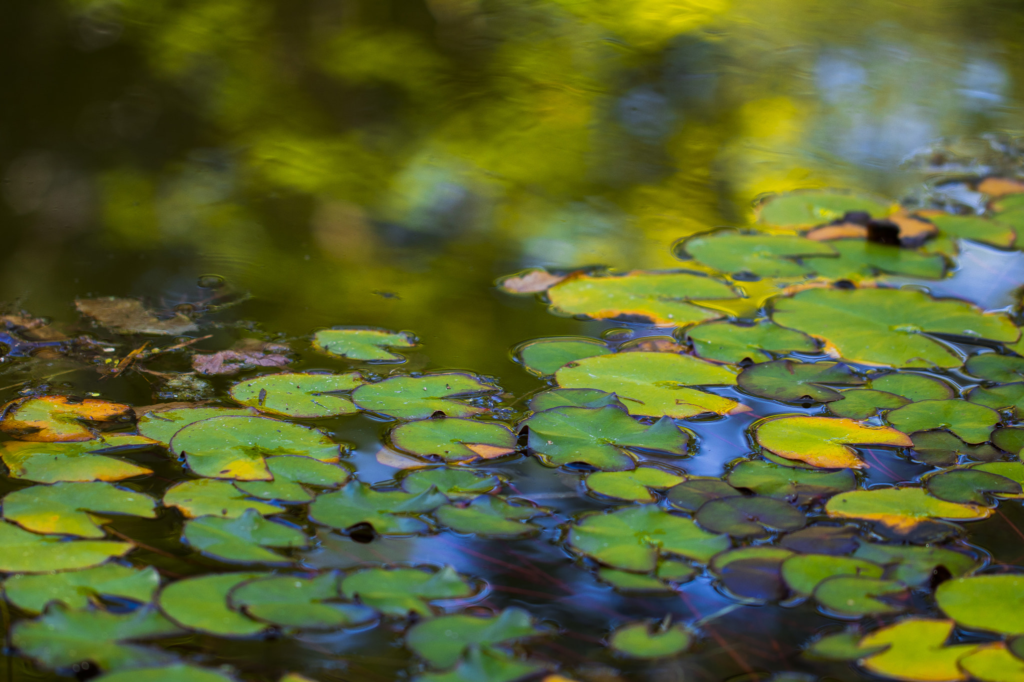 Canon EOS 80D + Canon EF 100mm F2.8L Macro IS USM sample photo. Teich photography