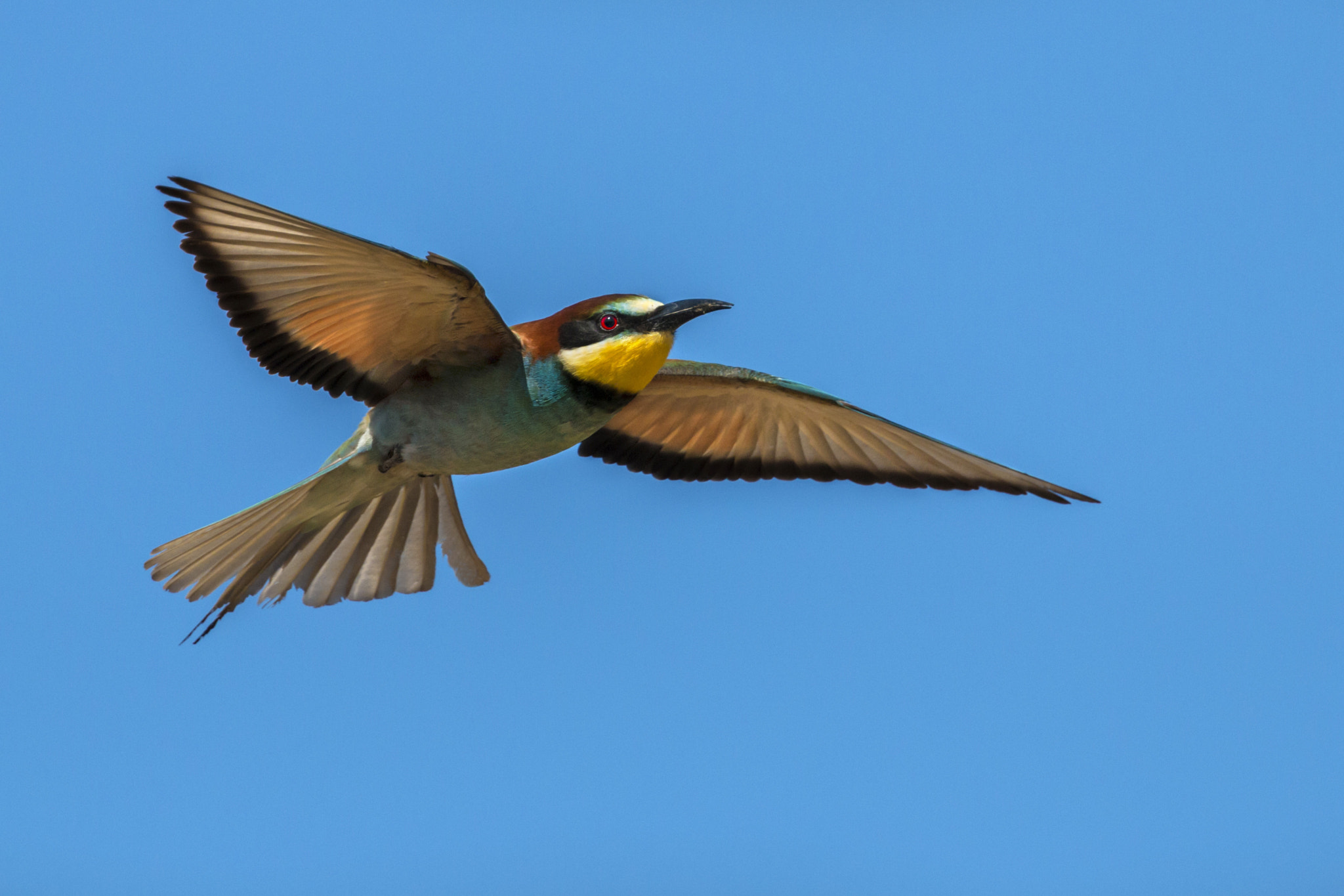 Canon EOS 70D + Canon EF 300mm F2.8L IS II USM sample photo. Bee eater photography