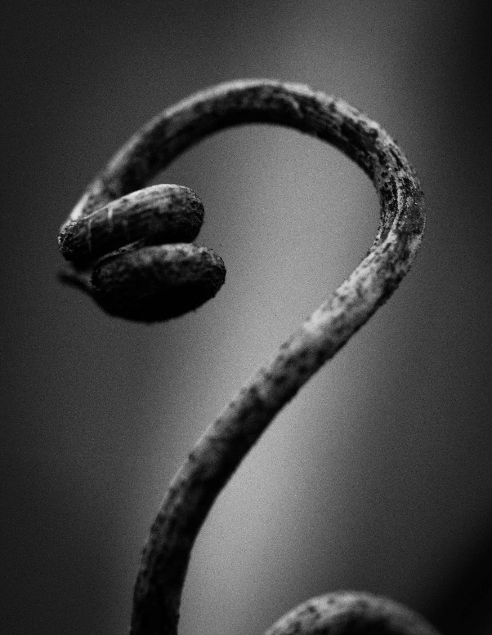 Canon EF-S 60mm F2.8 Macro USM sample photo. Ricciolo photography