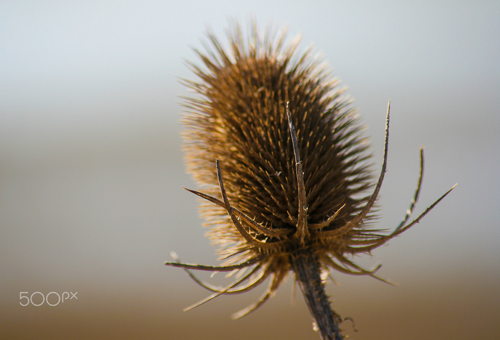Canon EOS 400D (EOS Digital Rebel XTi / EOS Kiss Digital X) sample photo. Bullrush in macro at rye nature reserve photography