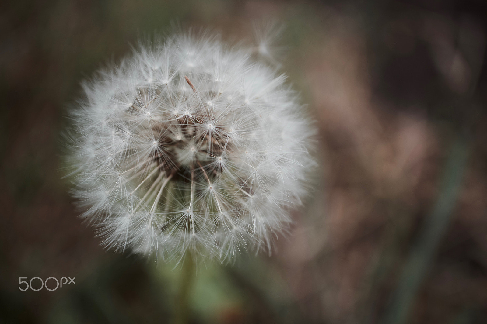 Canon EOS M10 + Canon EF-M 28mm F3.5 Macro IS STM sample photo. Artistic dandelion photography