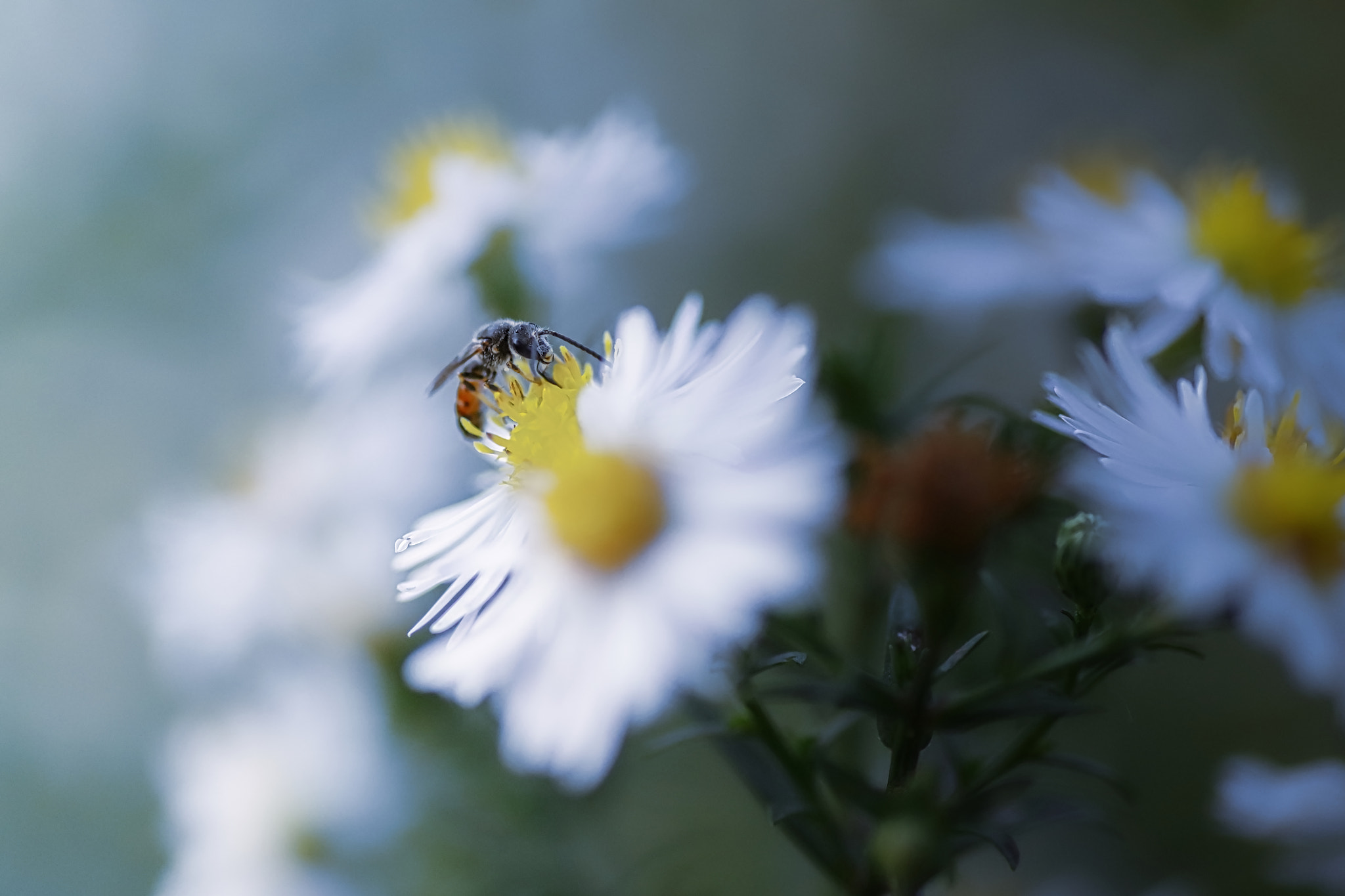 Tamron SP AF 90mm F2.8 Di Macro sample photo. So white photography