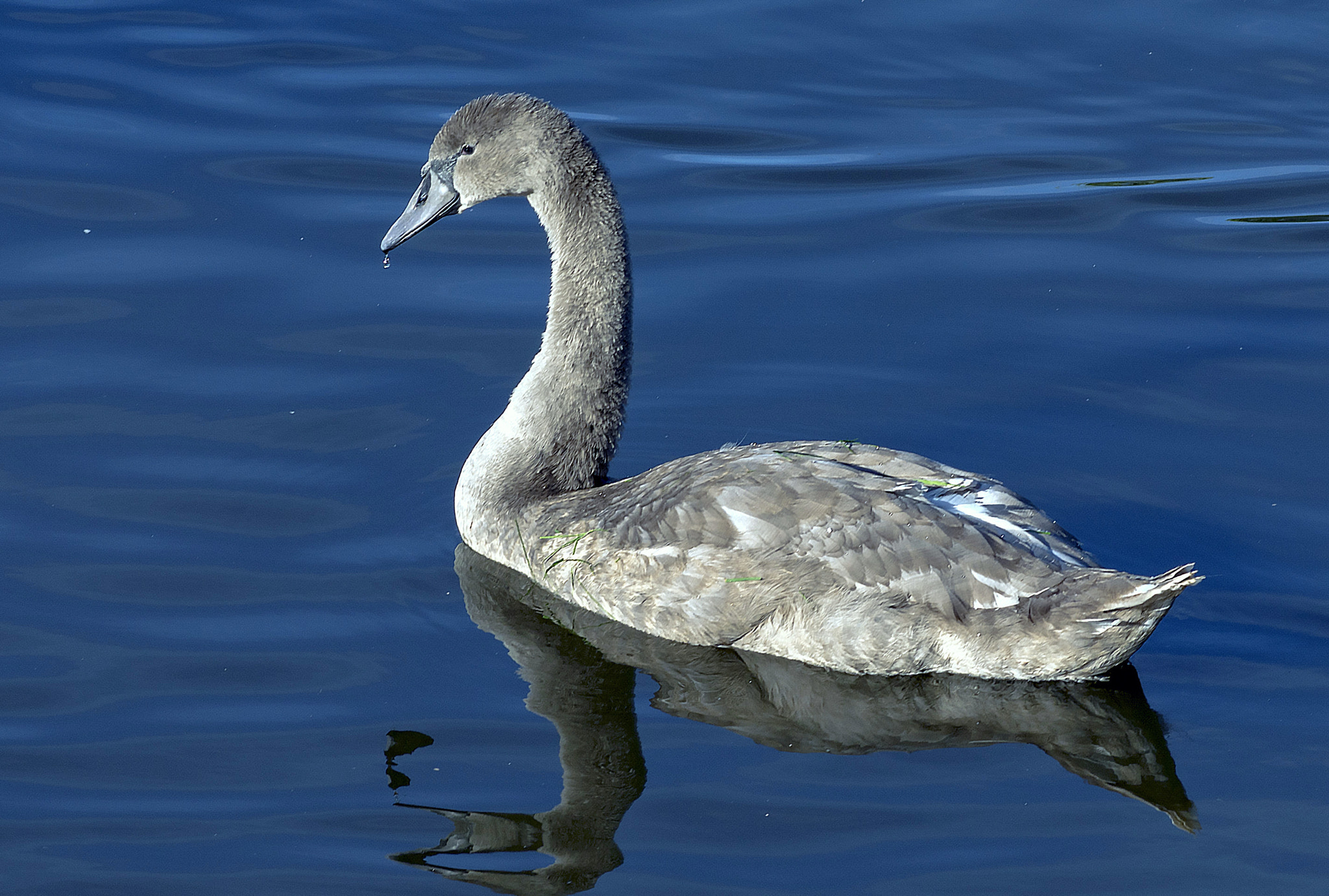 AF Zoom-Nikkor 80-200mm f/2.8 ED sample photo. Grey photography
