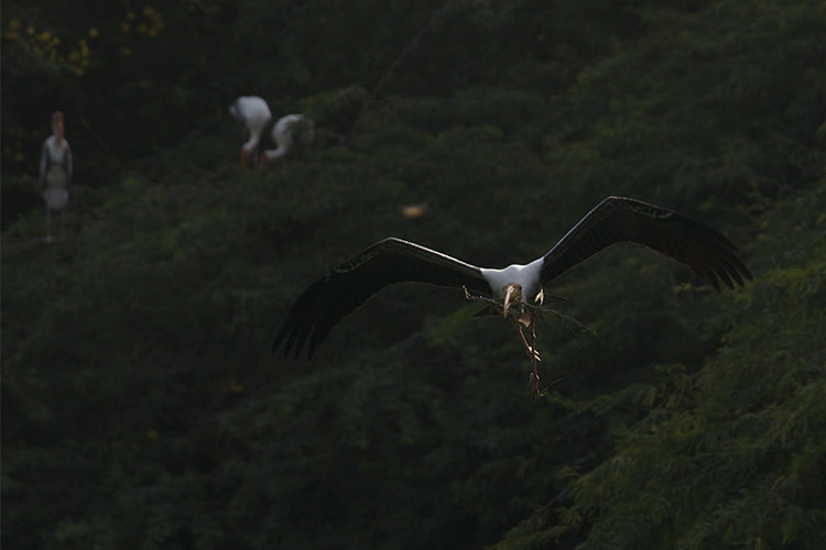 Canon EF 28-300mm F3.5-5.6L IS USM sample photo. Delhi zoological park photography