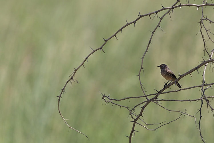 Canon EOS-1D X sample photo. Sultanpur bird park photography