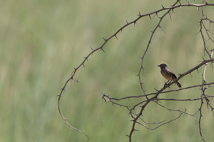 Canon EF 500mm F4L IS II USM sample photo. Sultanpur bird park photography