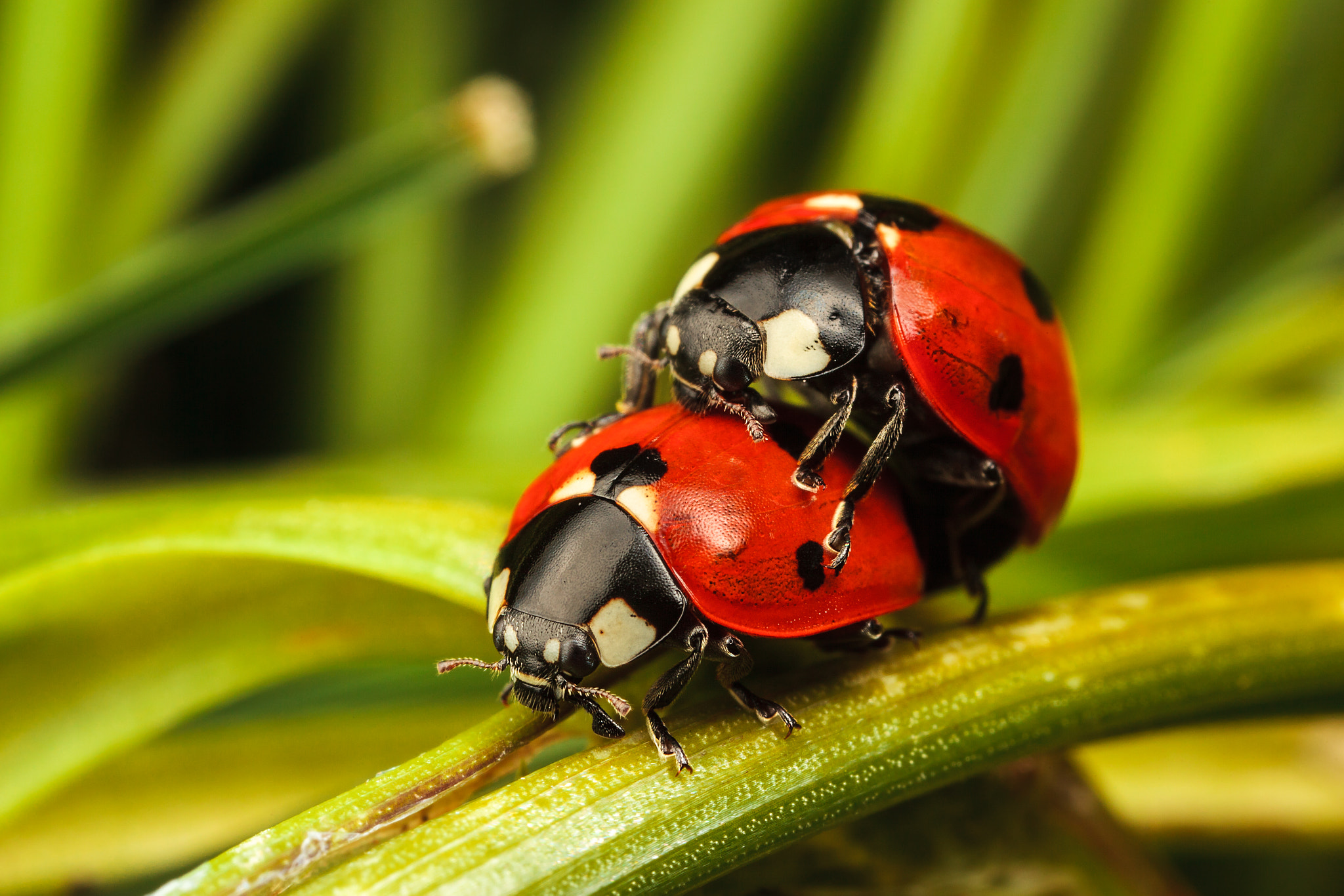 Canon EOS 5D Mark II + Canon MP-E 65mm F2.5 1-5x Macro Photo sample photo. 7-spot ladybirds photography