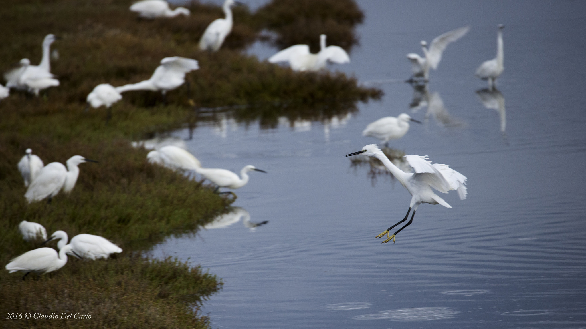 Sigma 150-600mm F5-6.3 DG OS HSM | S sample photo. Dsc photography