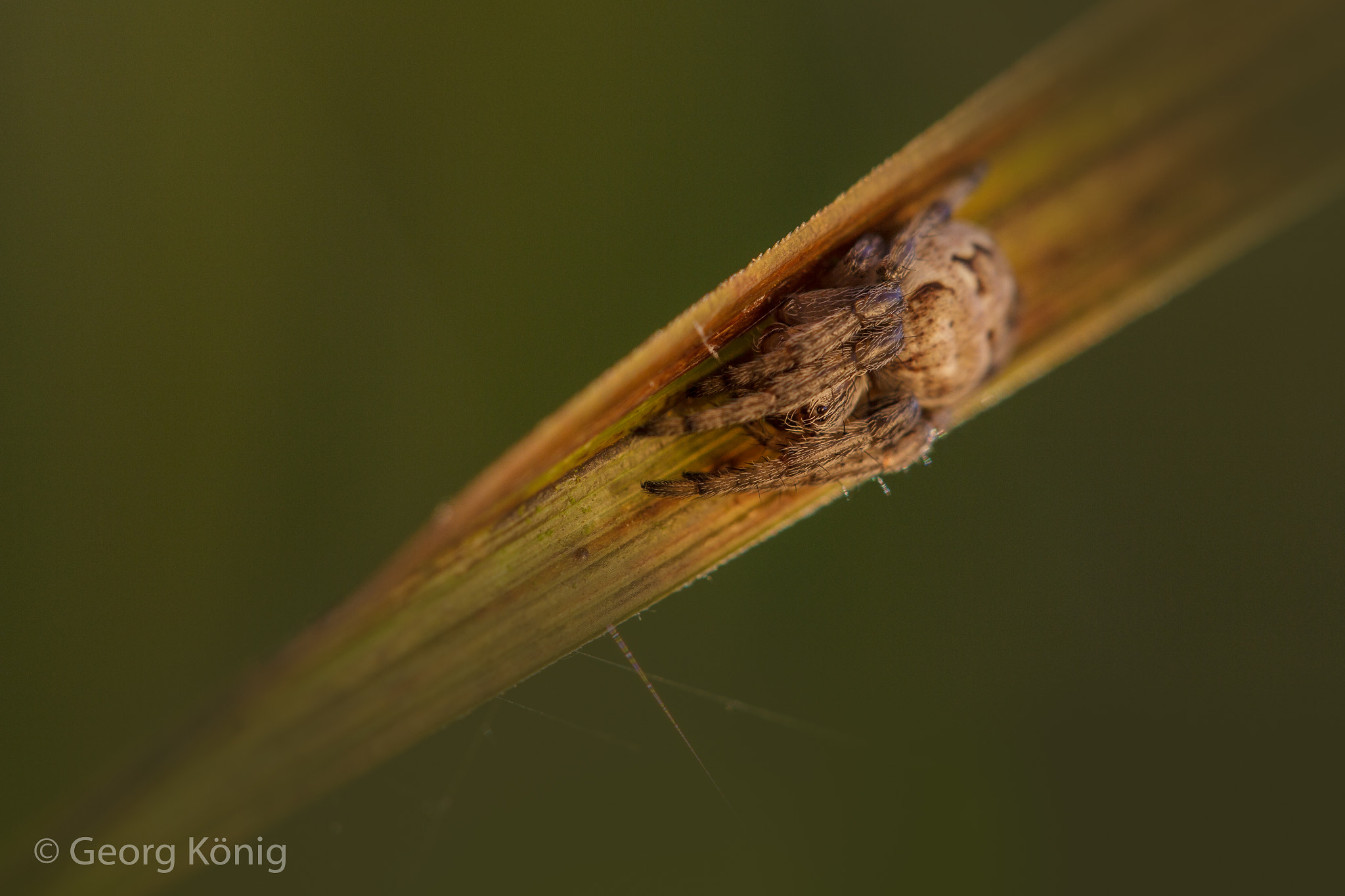 Canon EOS 60D + Canon EF 100mm F2.8L Macro IS USM sample photo. Little garden spider asleep photography