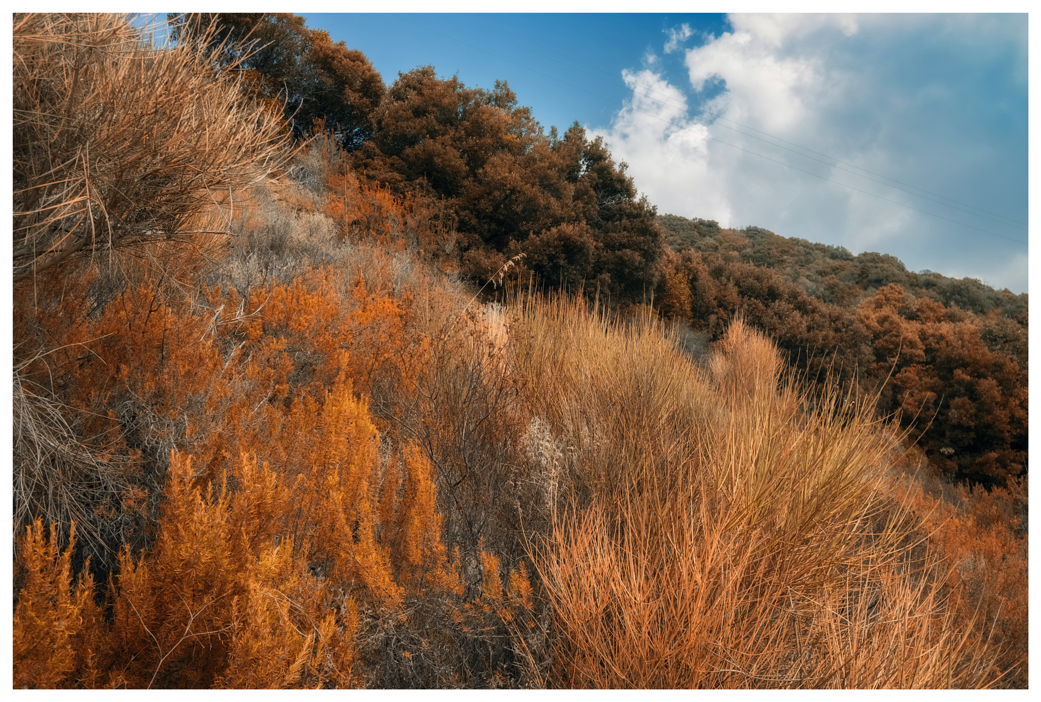 Sony a5100 + Sigma 19mm F2.8 EX DN sample photo. Mediterranean scrub photography
