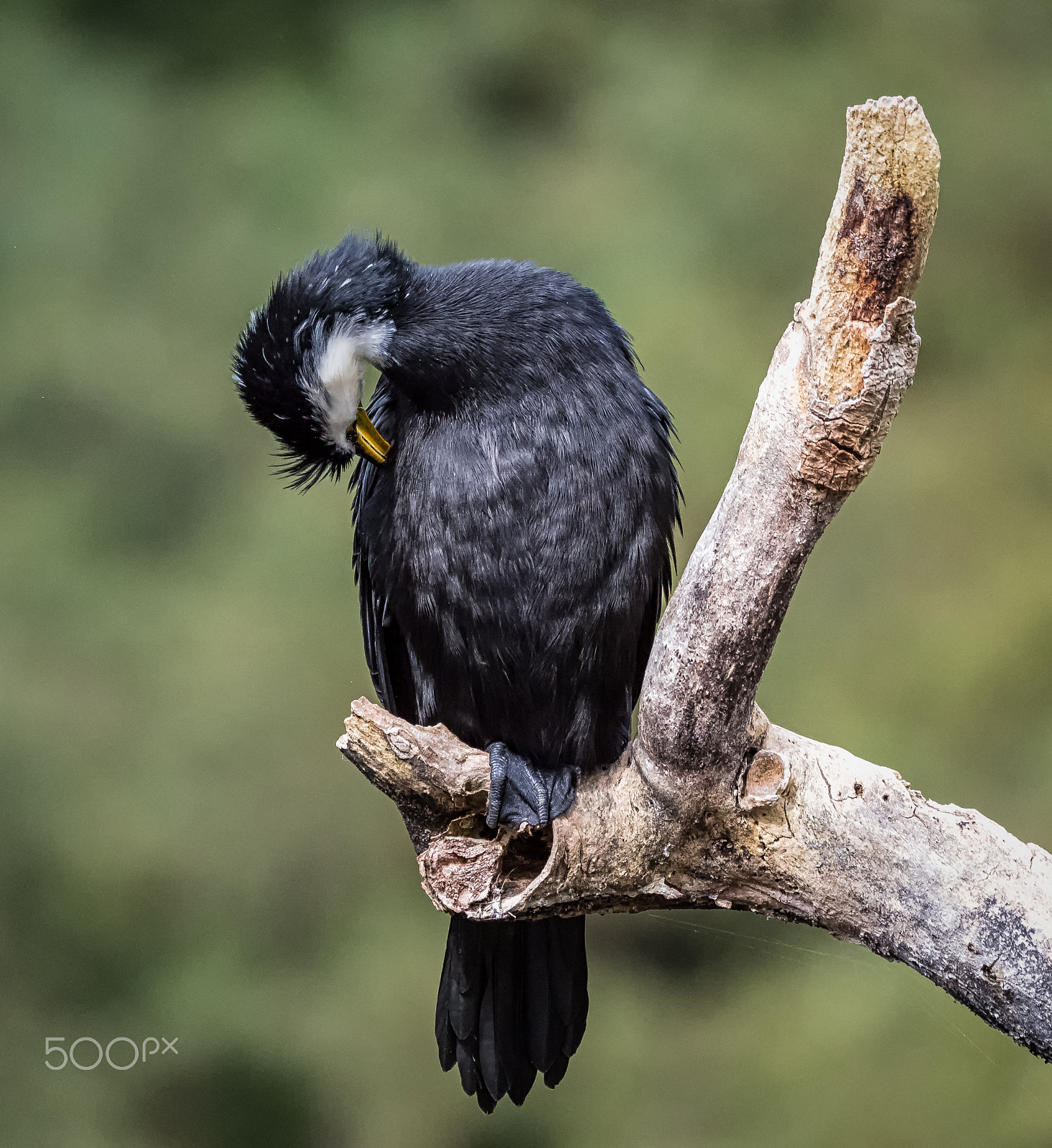 Panasonic Lumix DMC-GH4 + LEICA DG 100-400/F4.0-6.3 sample photo. Little shag preening photography