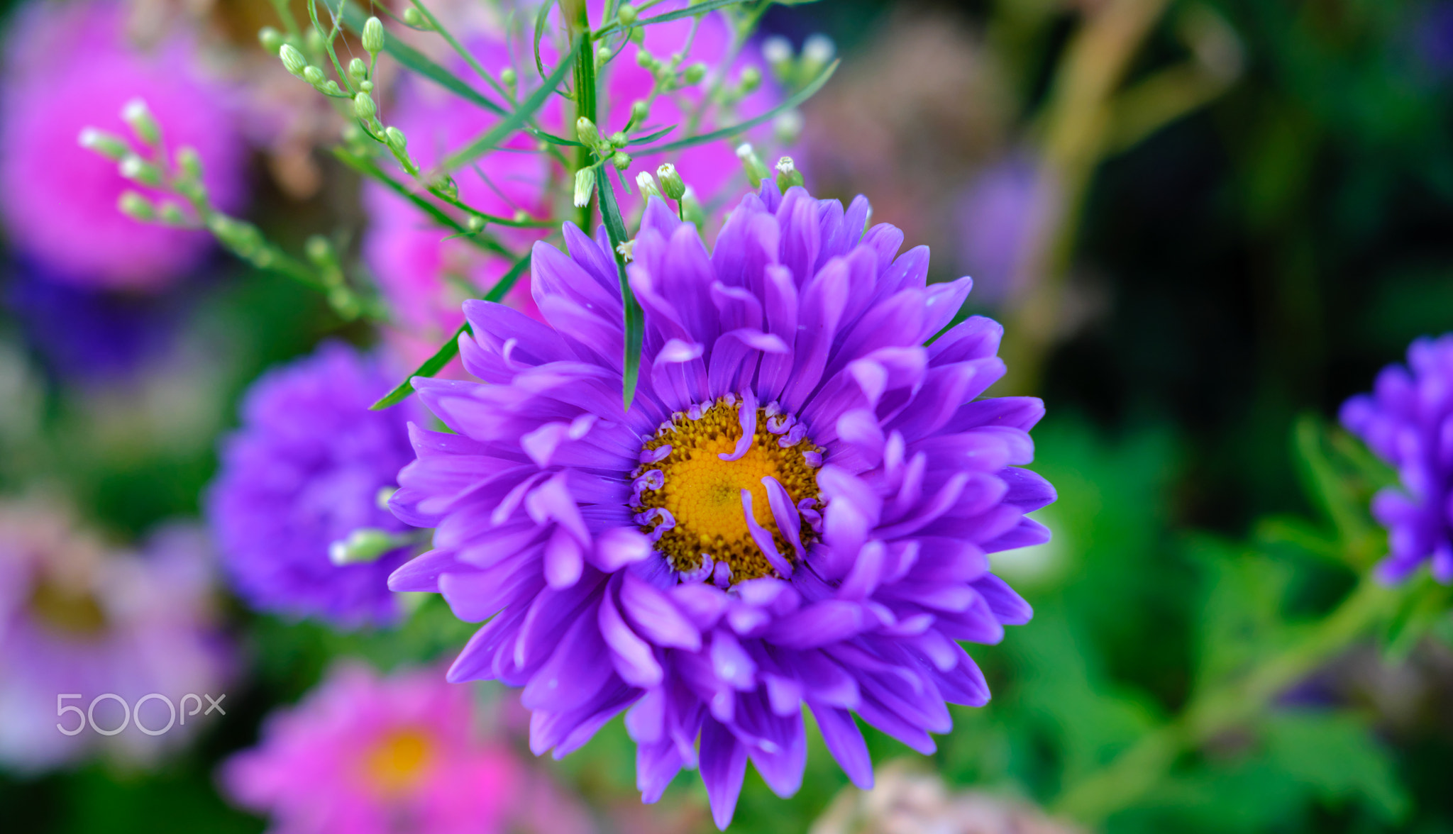 deep purple circle galaxy flowers , fujifilm x-pro2 velvia