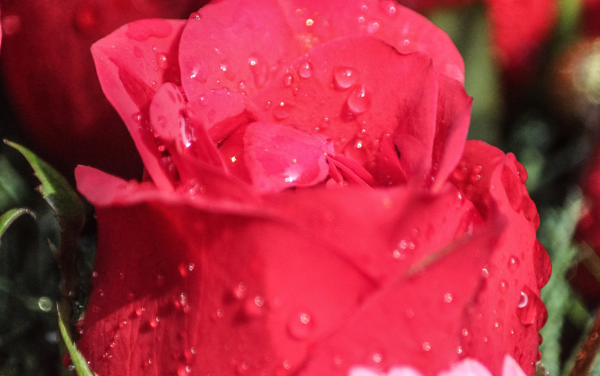 Canon EF-S 55-250mm F4-5.6 IS II sample photo. For my love ❤️❤️❤️❤️❤️ photography
