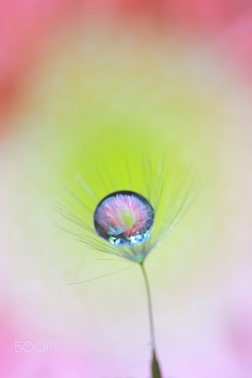 Canon EF 100mm F2.8 Macro USM sample photo. Flower photography