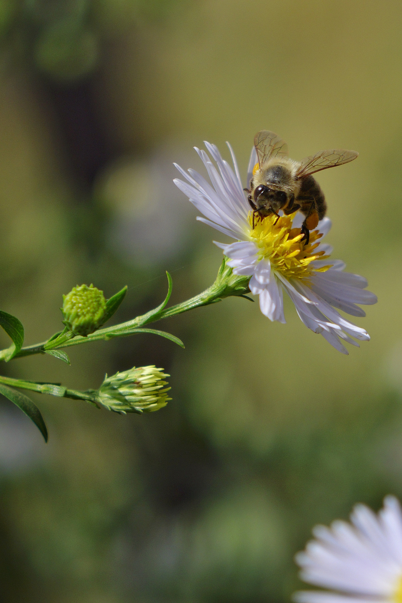 Sony 0-1000mm F0.0 sample photo. 18.09.2016 photography