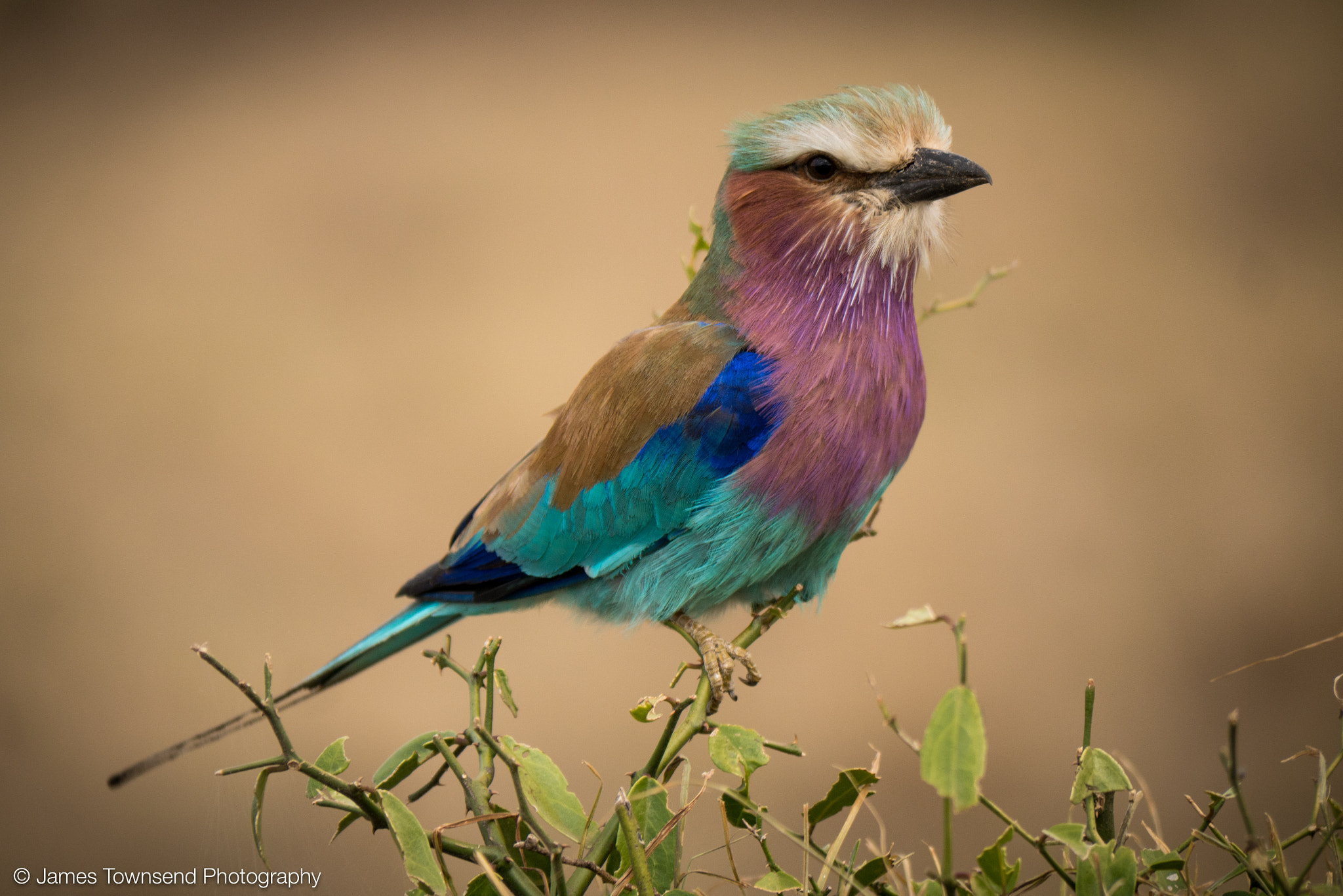Panasonic Lumix DMC-GX7 sample photo. Lilac-breasted roller photography