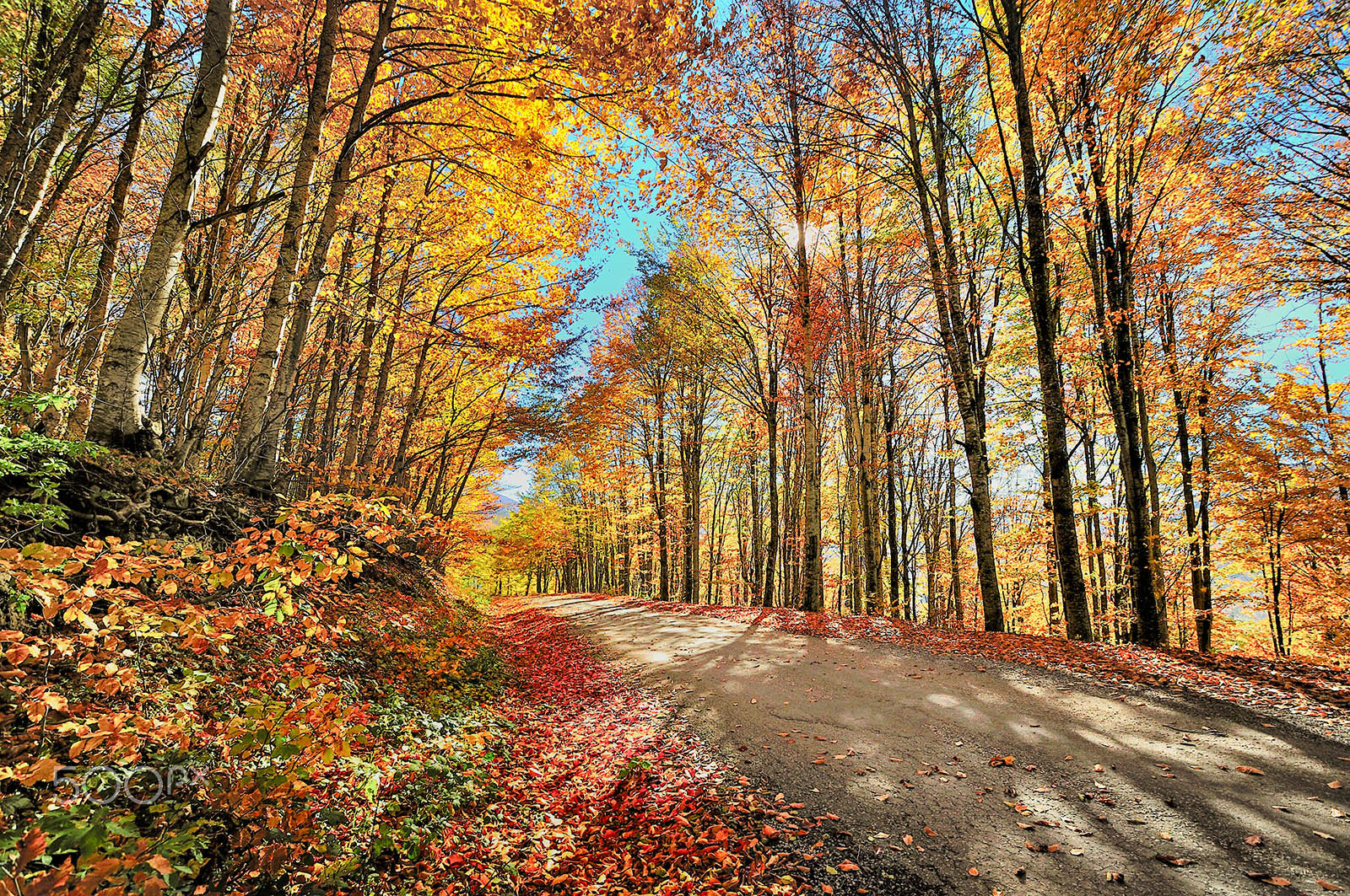 Nikon D300 + Sigma 10-20mm F3.5 EX DC HSM sample photo. Autumn photography