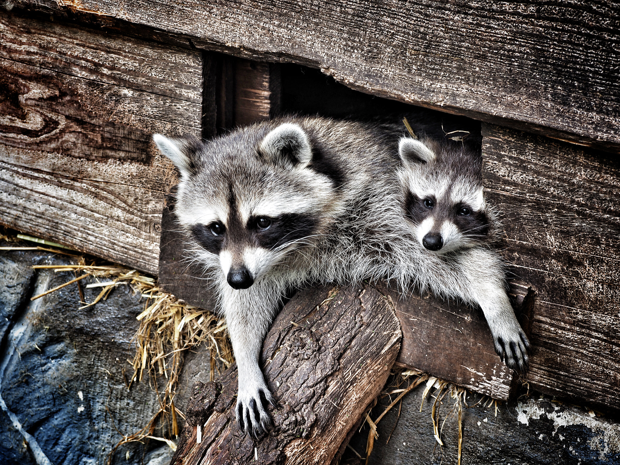Olympus PEN-F sample photo. The raccoon family photography