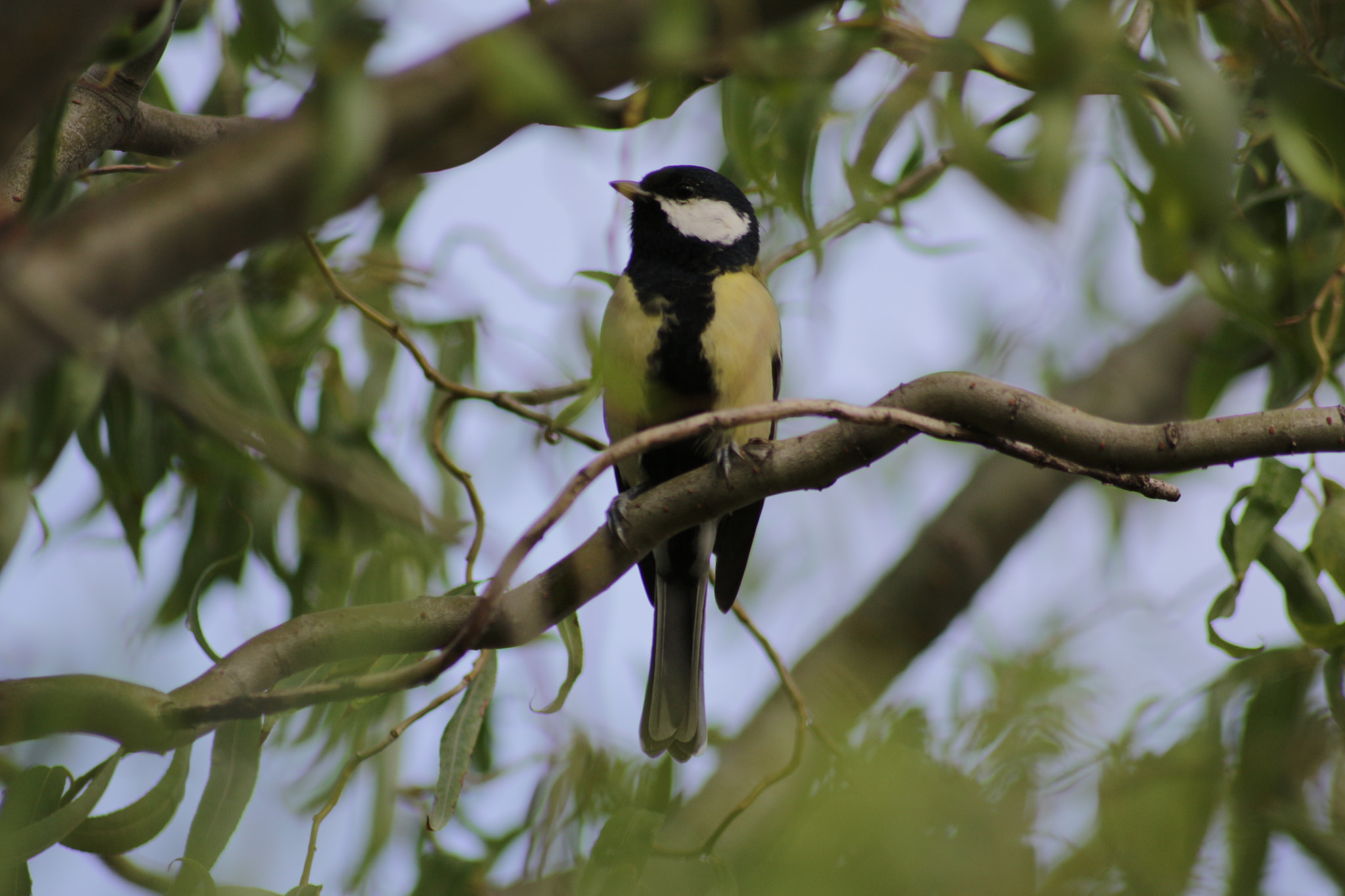 Canon EOS 100D (EOS Rebel SL1 / EOS Kiss X7) sample photo. Bird on a branch photography