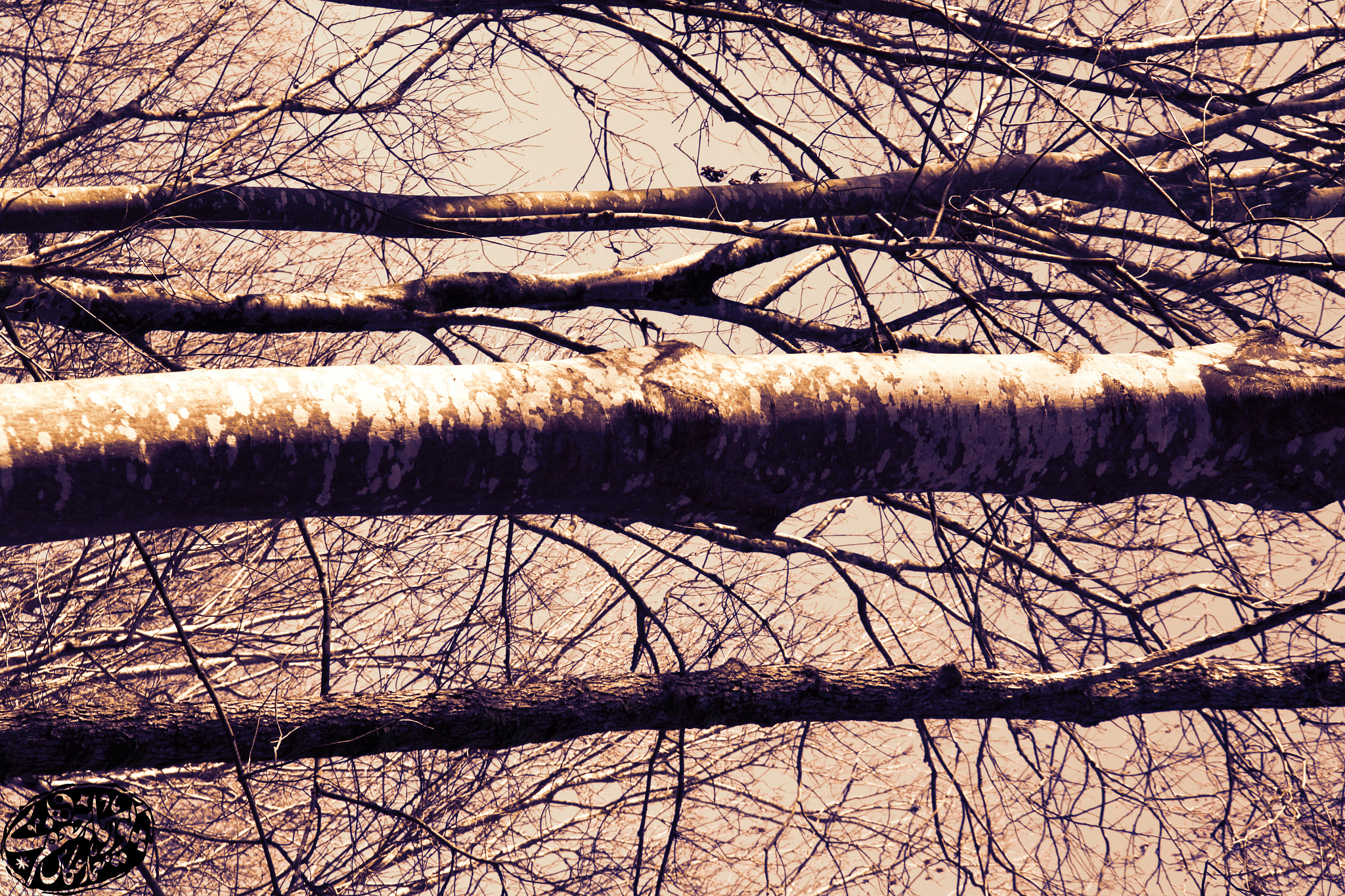 Canon EOS 500D (EOS Rebel T1i / EOS Kiss X3) sample photo. Horizontal trees photography