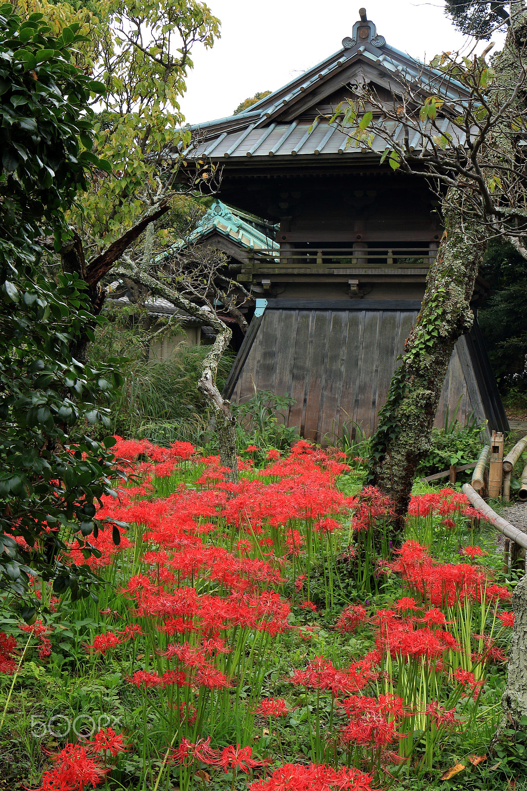 Canon EOS 700D (EOS Rebel T5i / EOS Kiss X7i) sample photo. Red spider lily photography