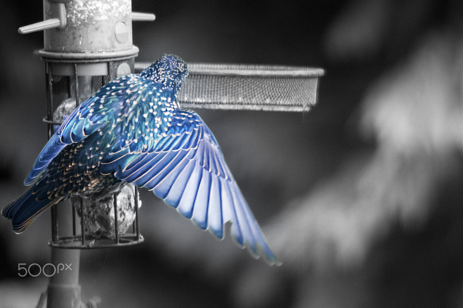 Sigma 120-400mm F4.5-5.6 DG OS HSM sample photo. A shimmer of blue photography