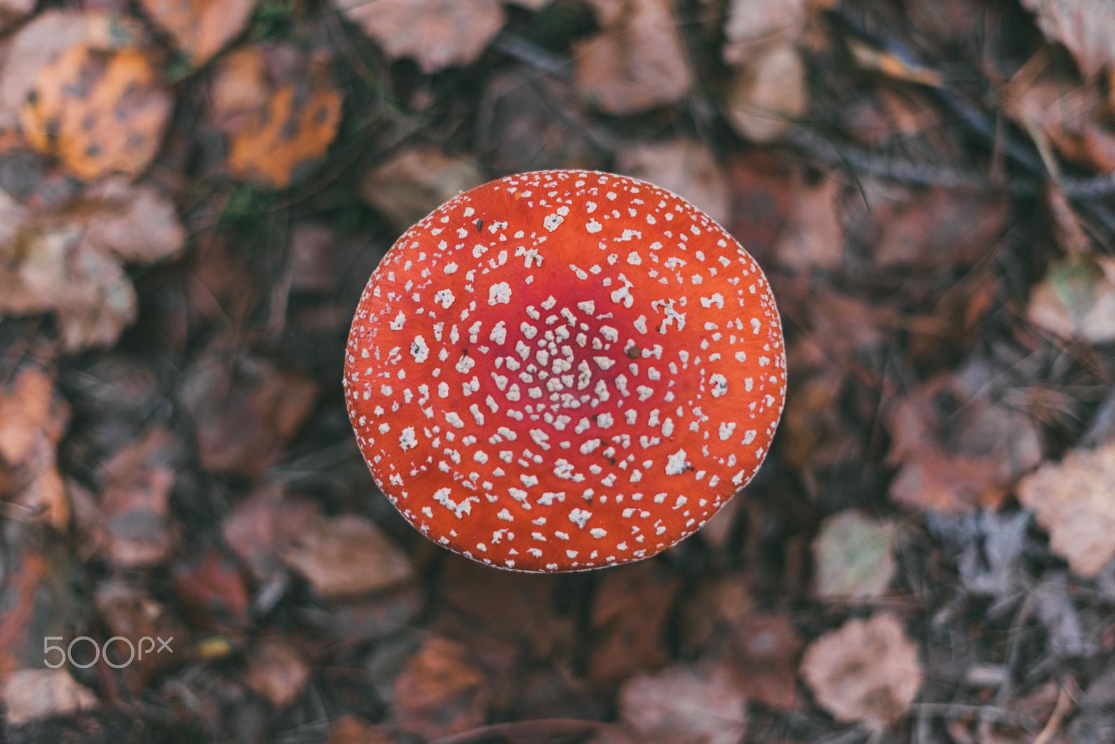 Sony a7R + Sony FE 50mm F1.8 sample photo. Circle photography