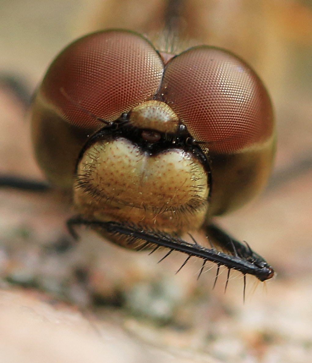 Canon EOS 700D (EOS Rebel T5i / EOS Kiss X7i) + Canon EF 100mm F2.8L Macro IS USM sample photo. Alien photography