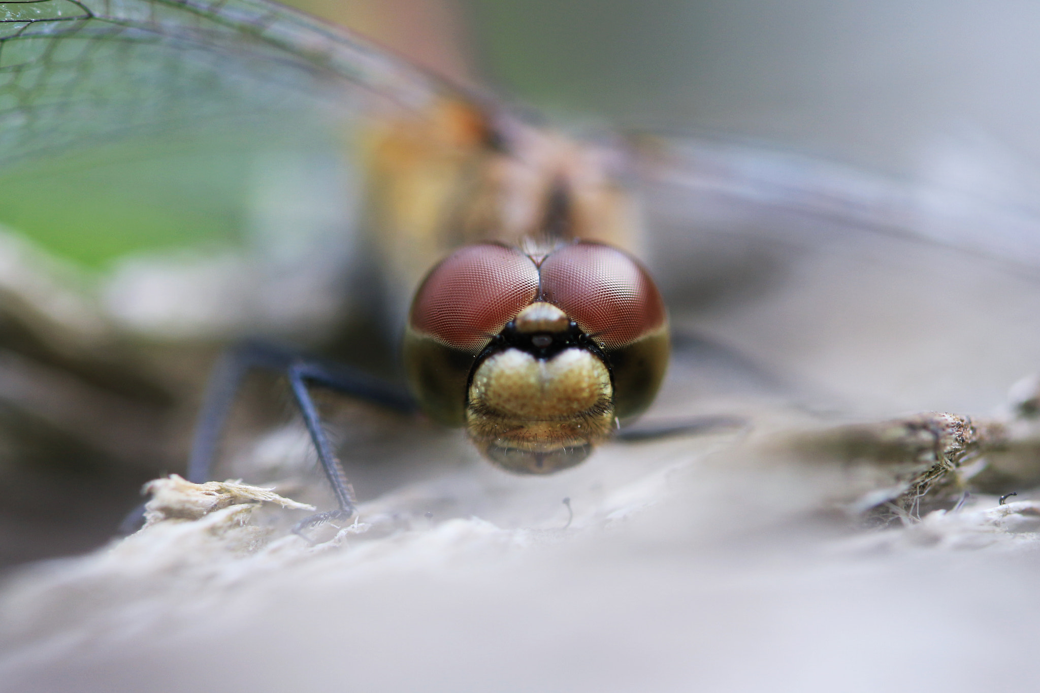 Canon EOS 700D (EOS Rebel T5i / EOS Kiss X7i) + Canon EF 100mm F2.8L Macro IS USM sample photo. Alien is here photography