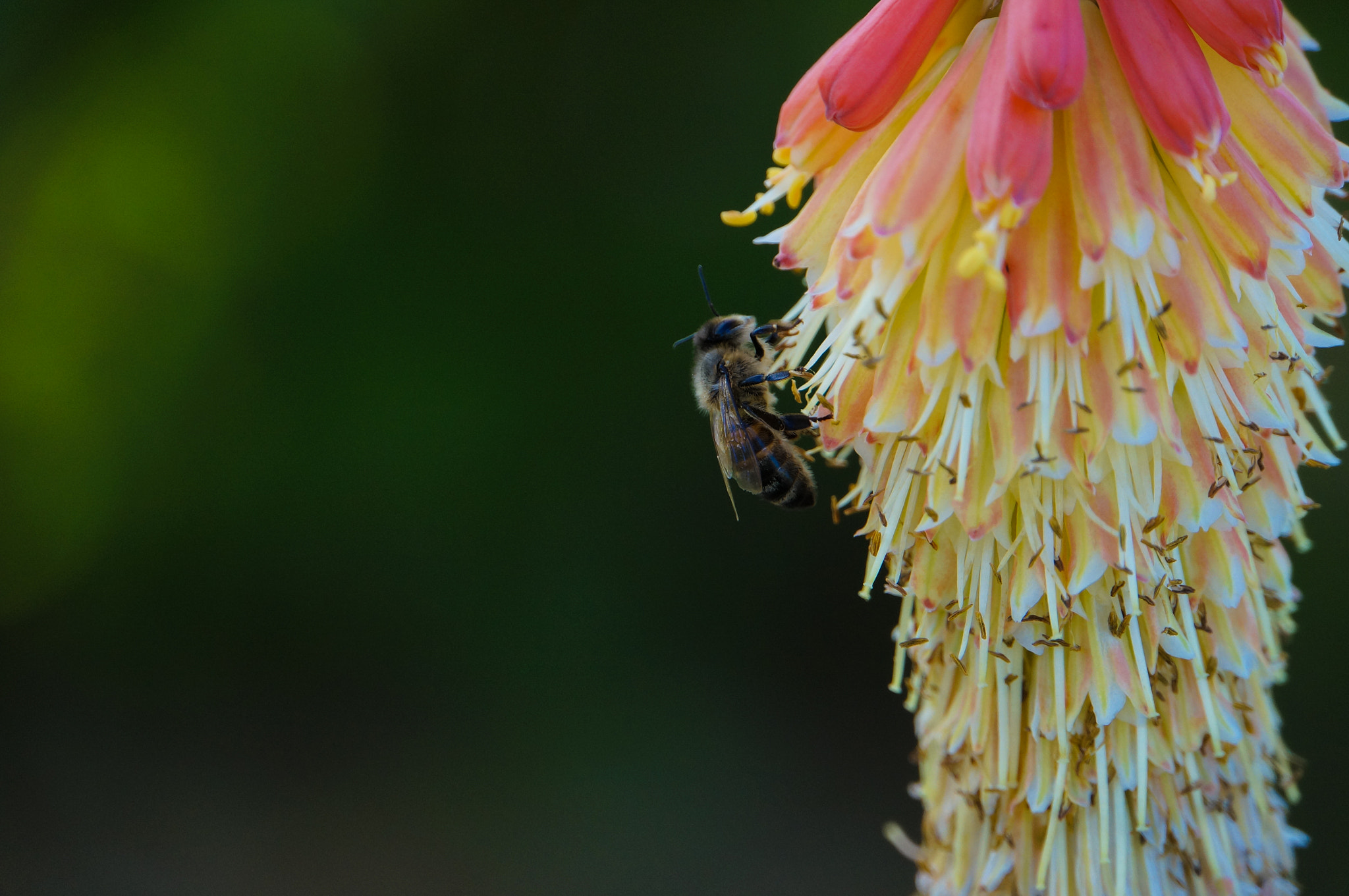 Sony E 18-200mm F3.5-6.3 OSS LE sample photo. Bee on a flower photography