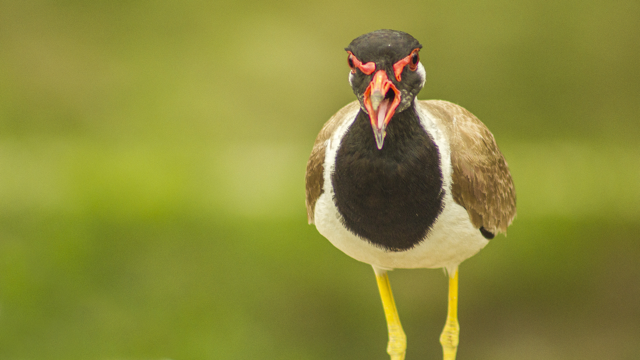 Canon EF 75-300mm f/4-5.6 USM sample photo. Angry bird photography