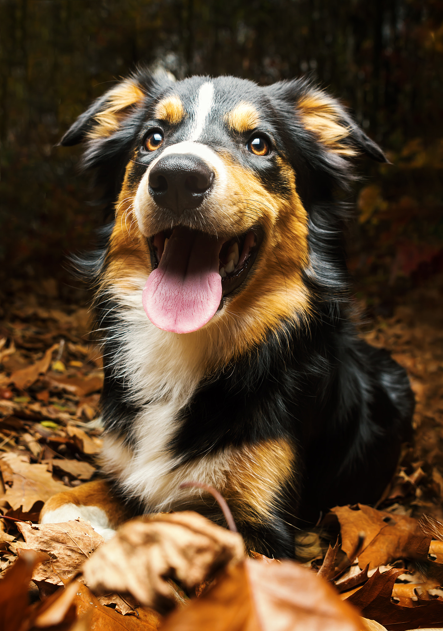 Sigma 24mm f/1.8 DG Macro EX sample photo. Border collie photography