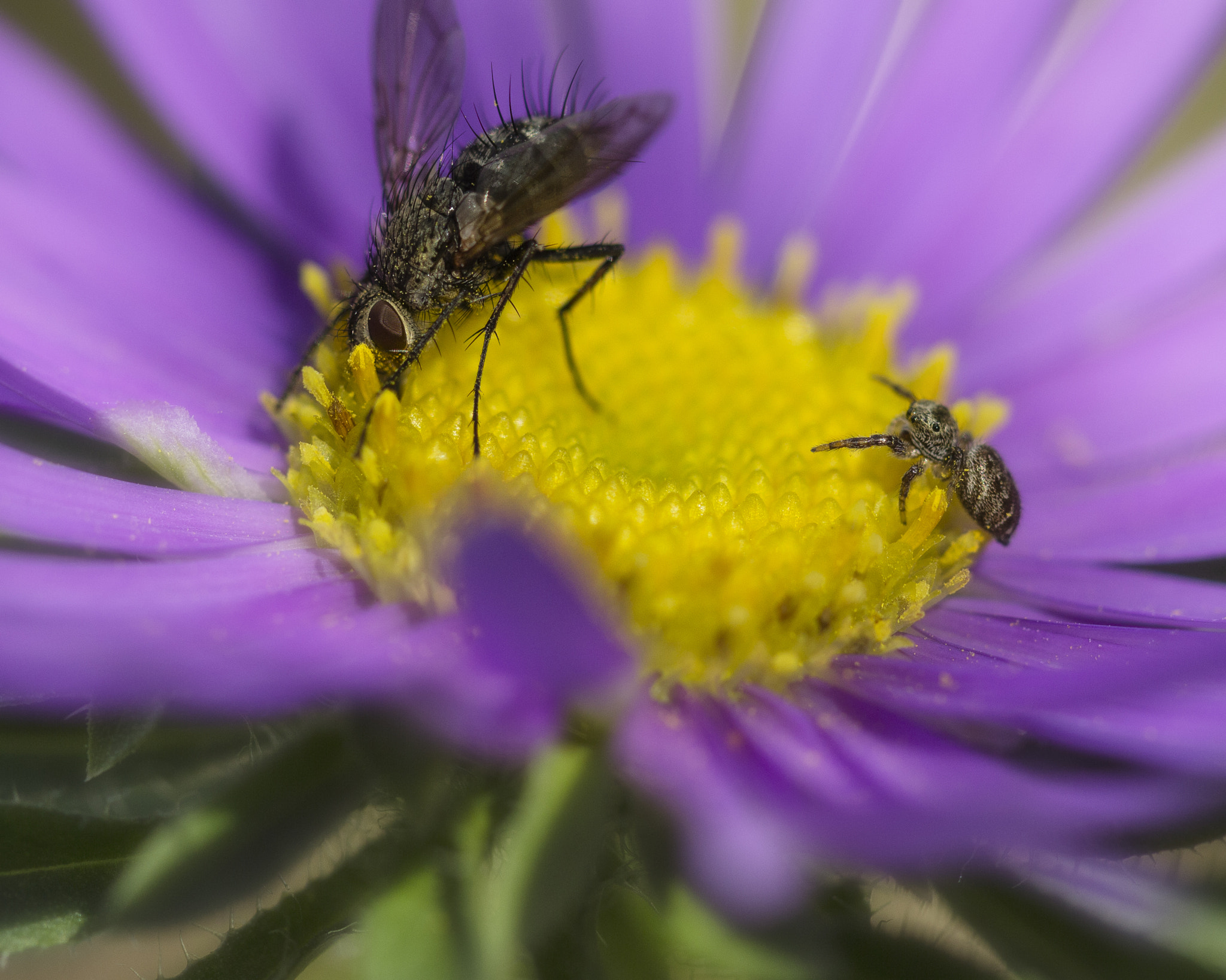 Canon EF 100mm F2.8L Macro IS USM sample photo. Big dreams photography