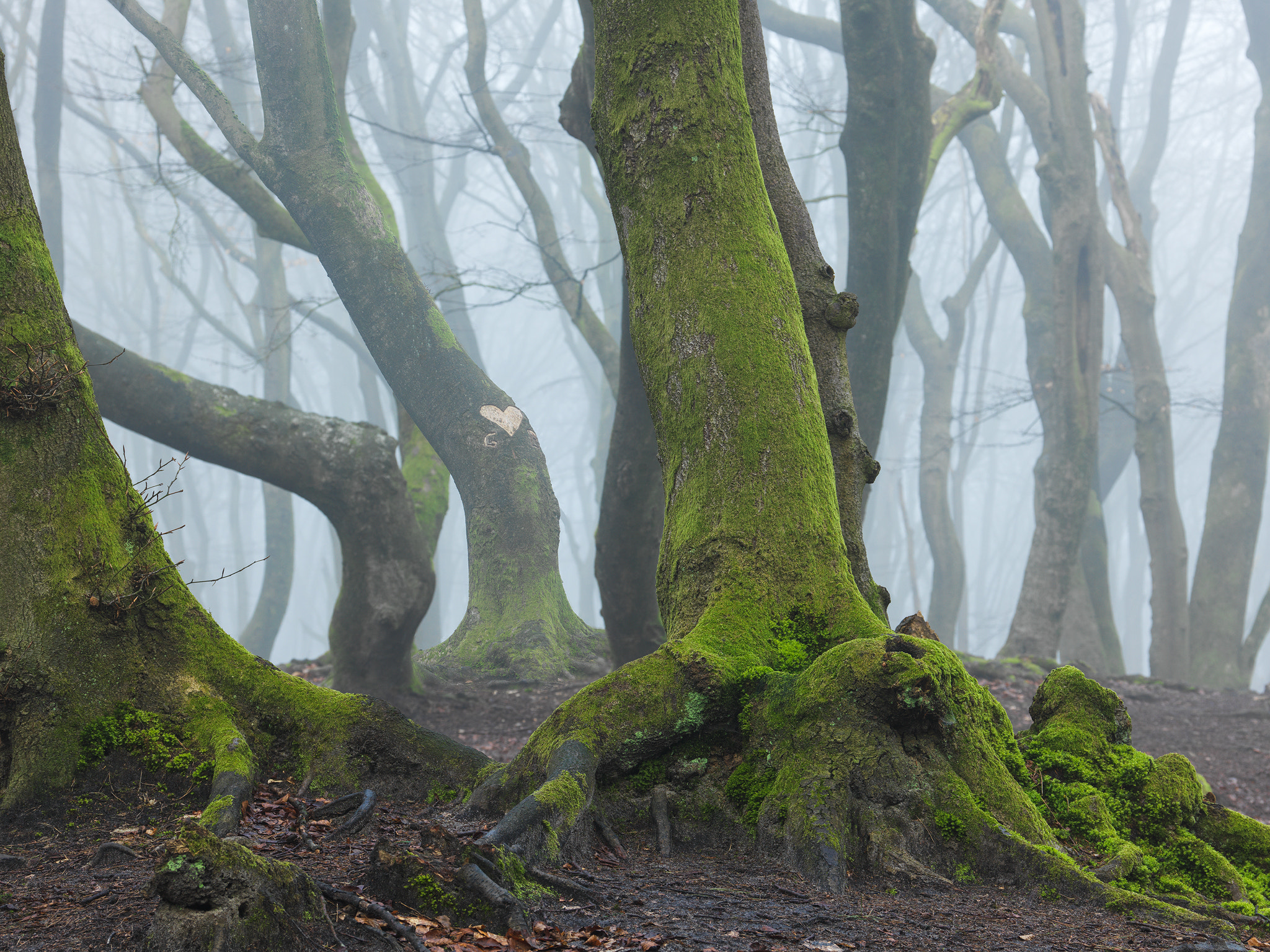 HC 50-110 sample photo. Heart of the forest photography