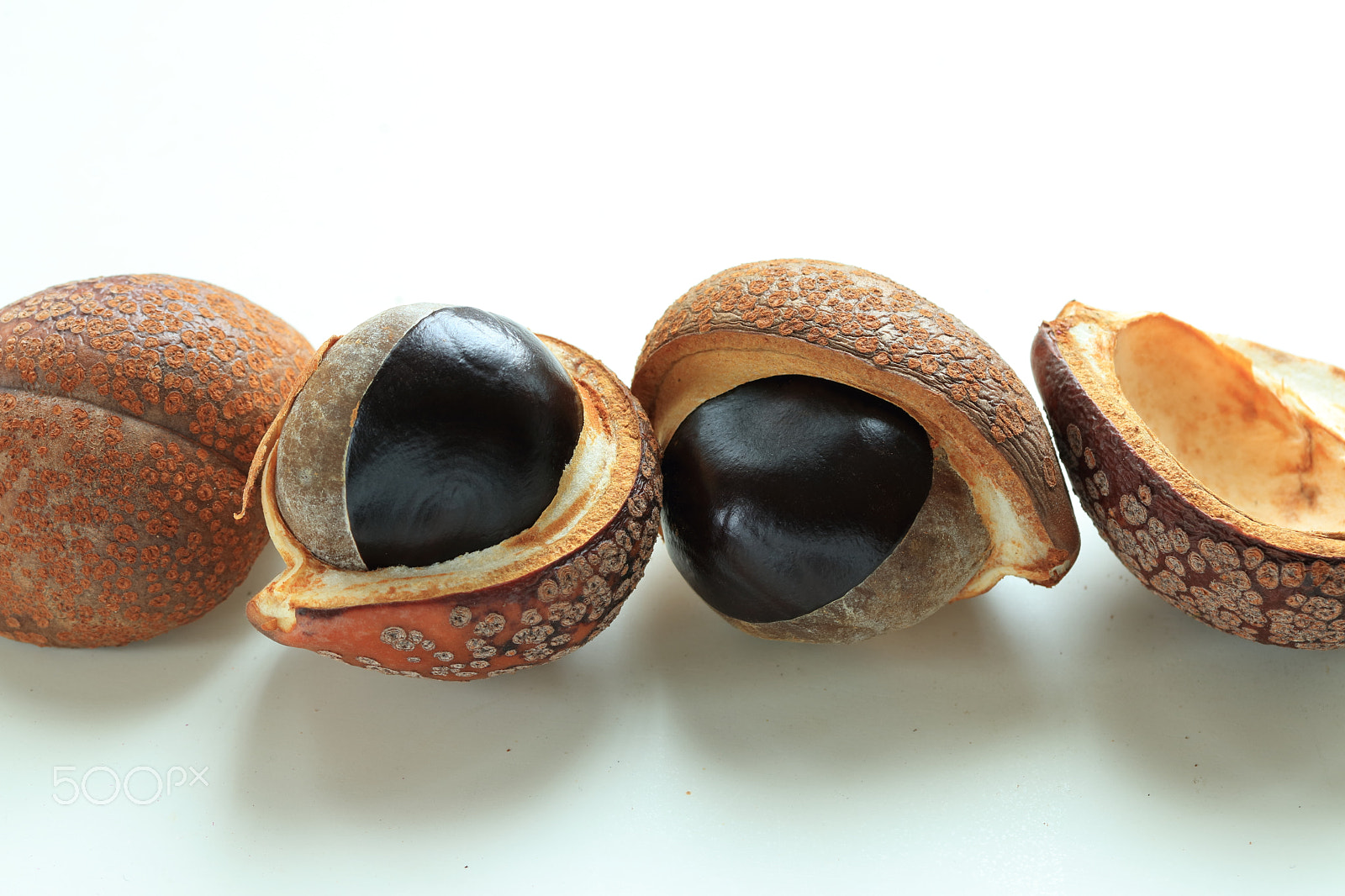 Canon EF-S 60mm F2.8 Macro USM sample photo. Horse chesnuts photography