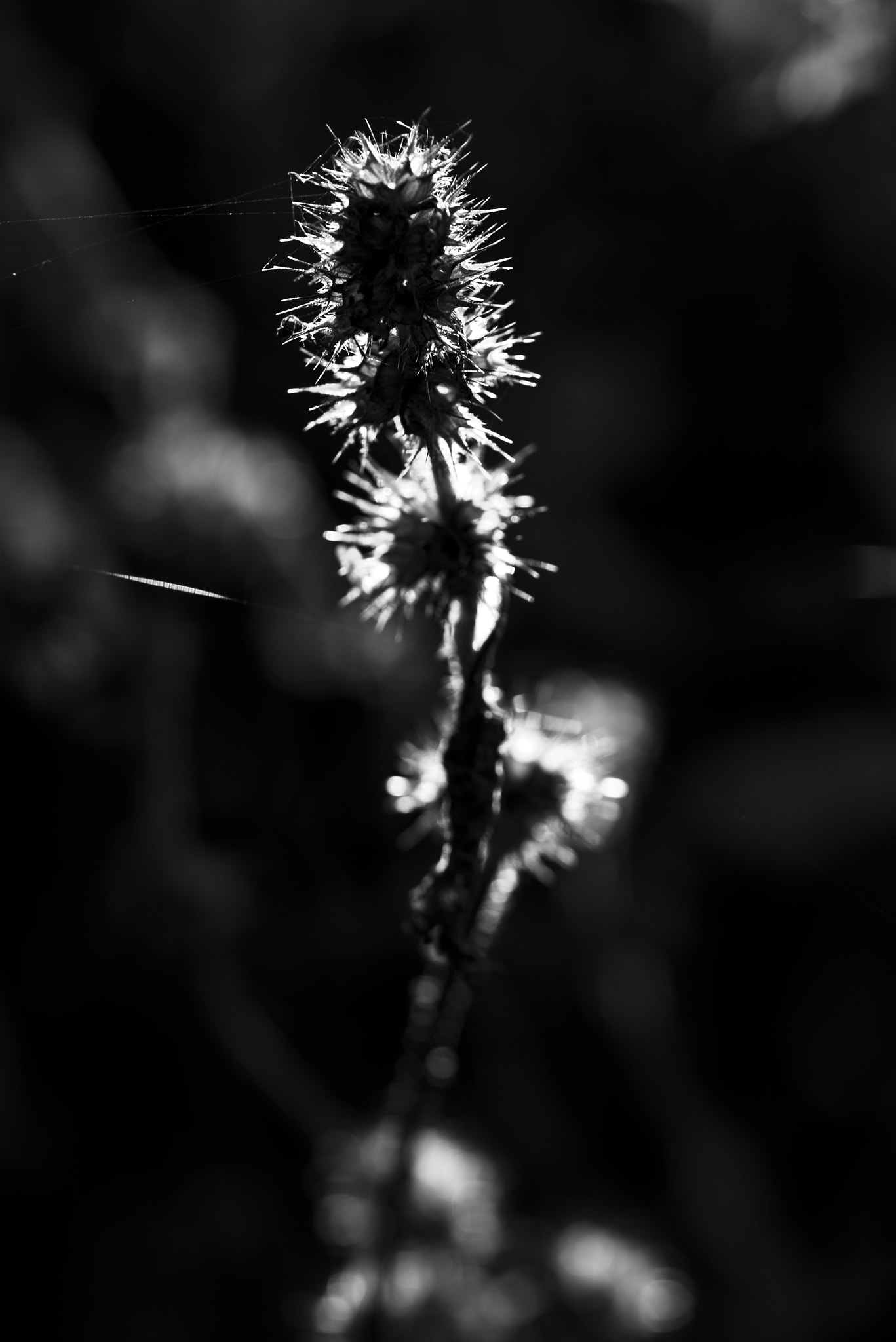 Sigma 105mm F2.8 EX DG OS HSM sample photo. Front photography