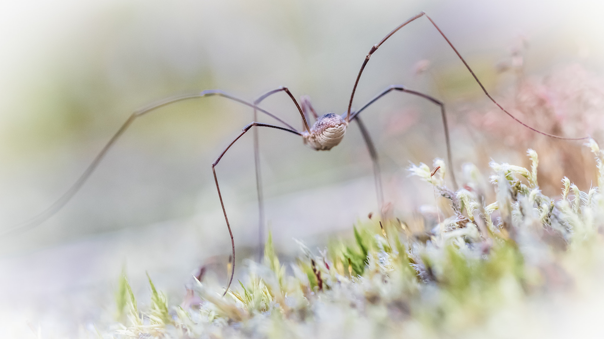 Canon EOS M3 + Canon EF 100mm F2.8L Macro IS USM sample photo. Opiliones photography