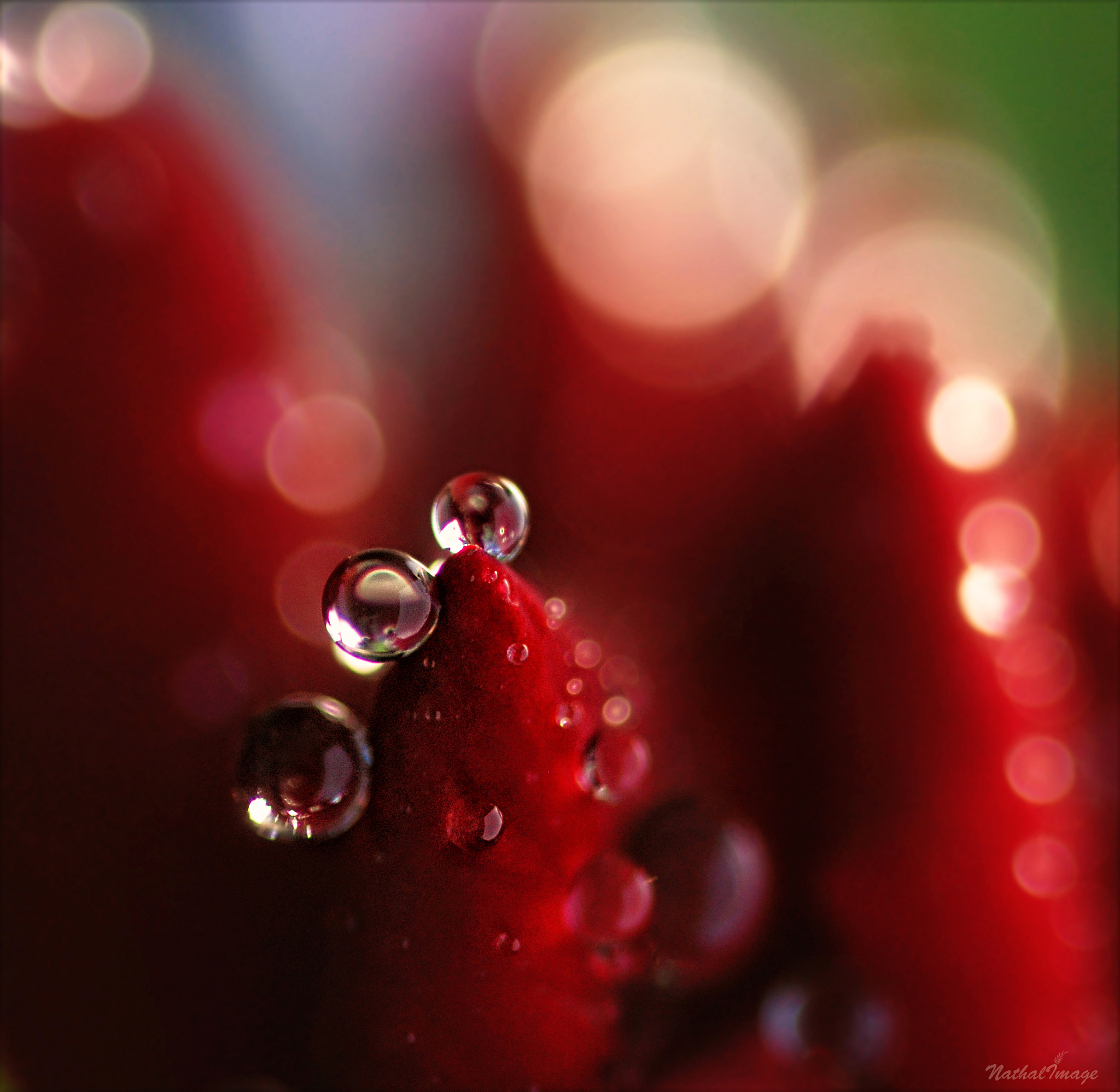 Nikon D80 + Sigma 105mm F2.8 EX DG Macro sample photo. ~ summer pearls ~ photography