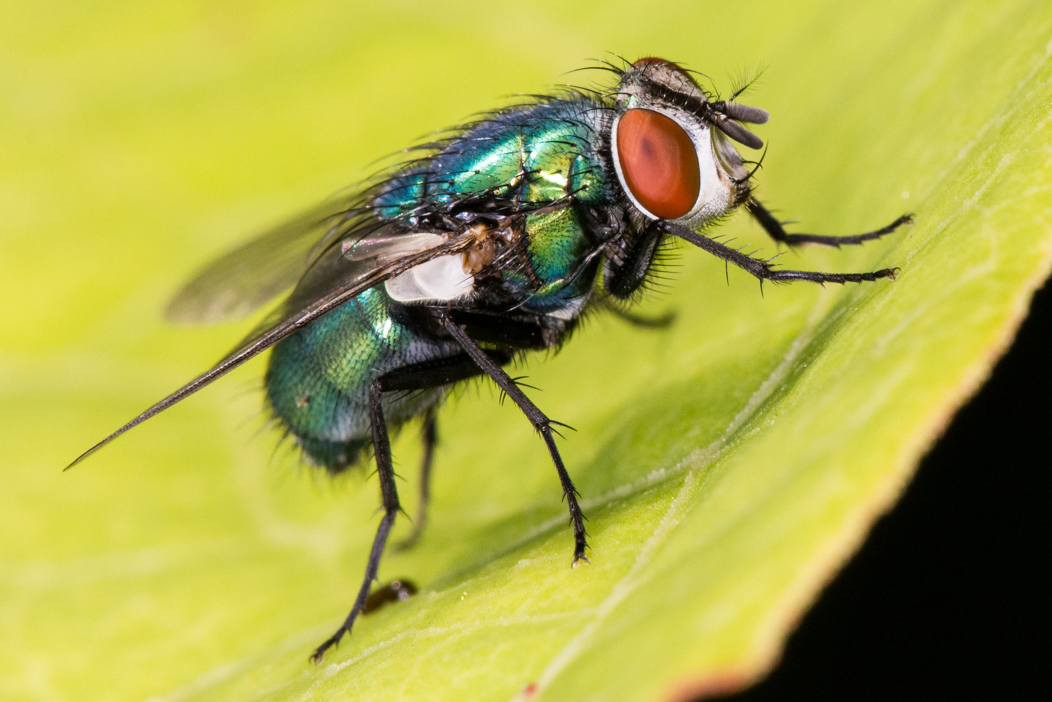 Sigma APO Macro 150mm f/2.8 EX DG HSM sample photo. Hate it or love it photography
