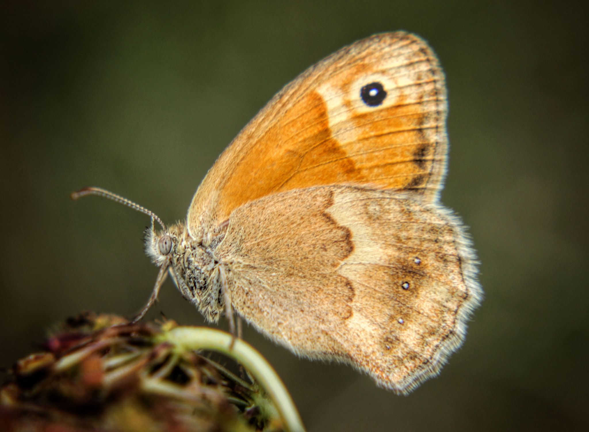 Canon EF-S 18-55mm F3.5-5.6 III sample photo. Butterfly photography