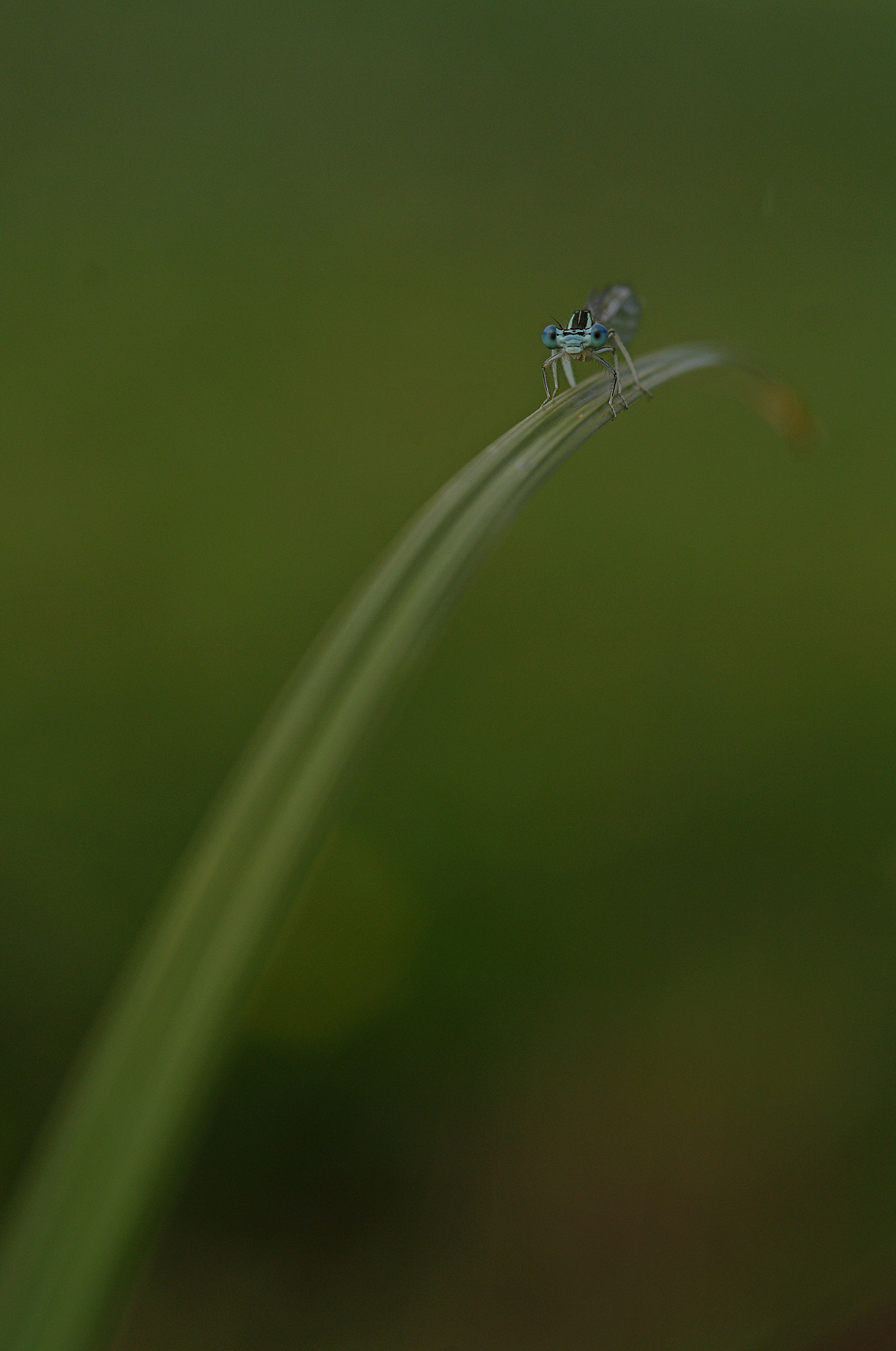 Pentax K-7 sample photo. Agrion jouvencelle photography