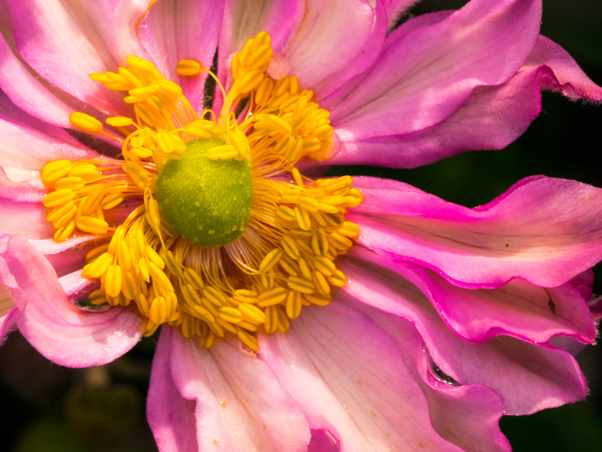 Panasonic Lumix DMC-GM1 sample photo. Moist flower photography