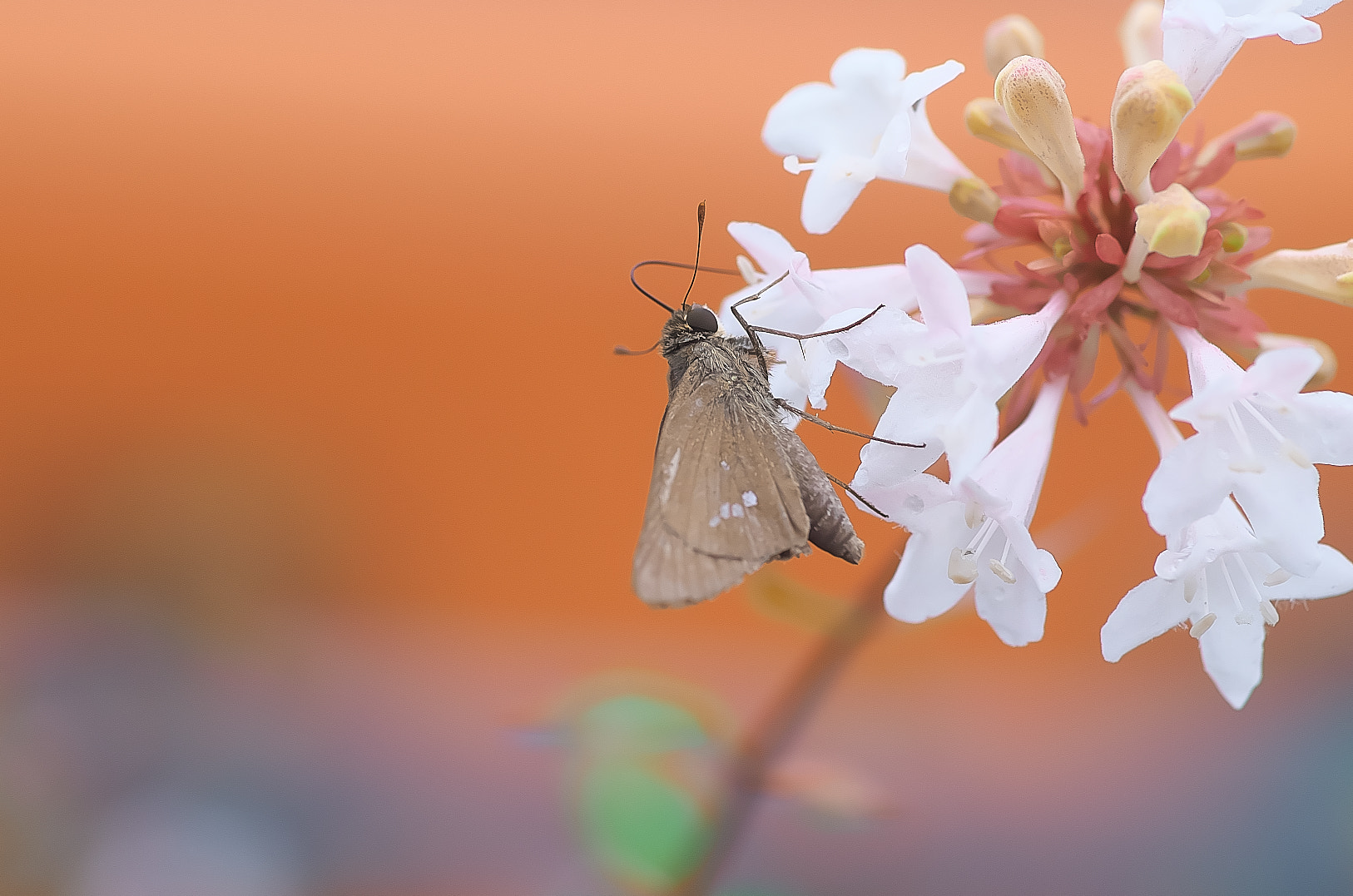 Pentax K-50 + Pentax smc D-FA 100mm F2.8 Macro WR sample photo. Skipper photography