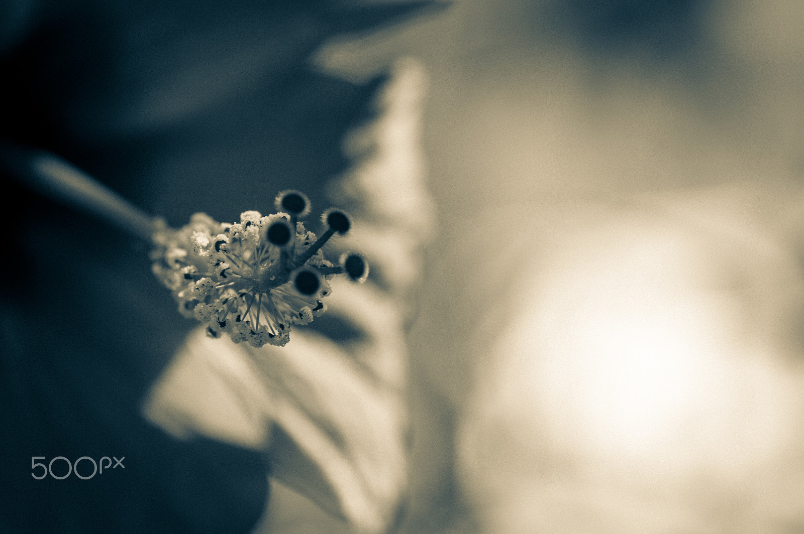 Sigma 105mm F2.8 EX DG OS HSM sample photo. Hibiscus photography