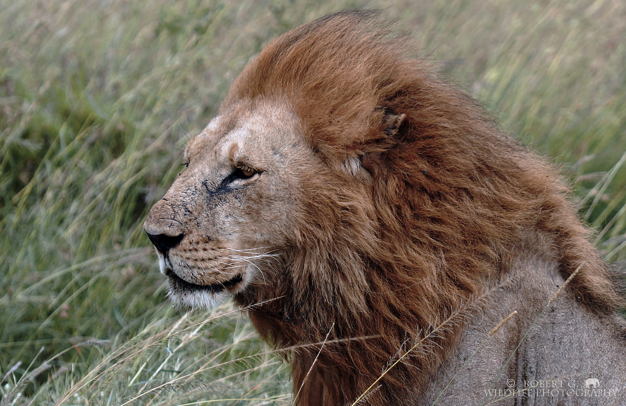 Sony SLT-A77 + Minolta/Sony AF 70-200mm F2.8 G sample photo. Safari wind photography