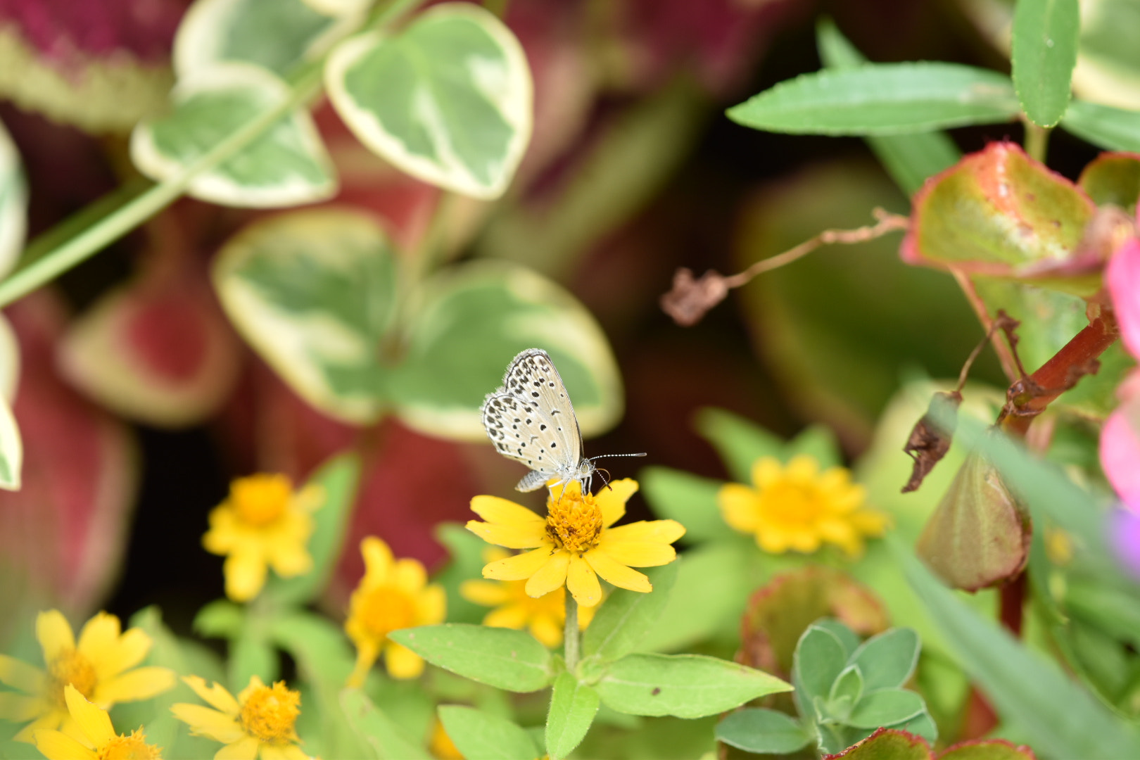 Nikon AF-S DX Micro-Nikkor 85mm F3.5G ED VR sample photo. Flora  photography